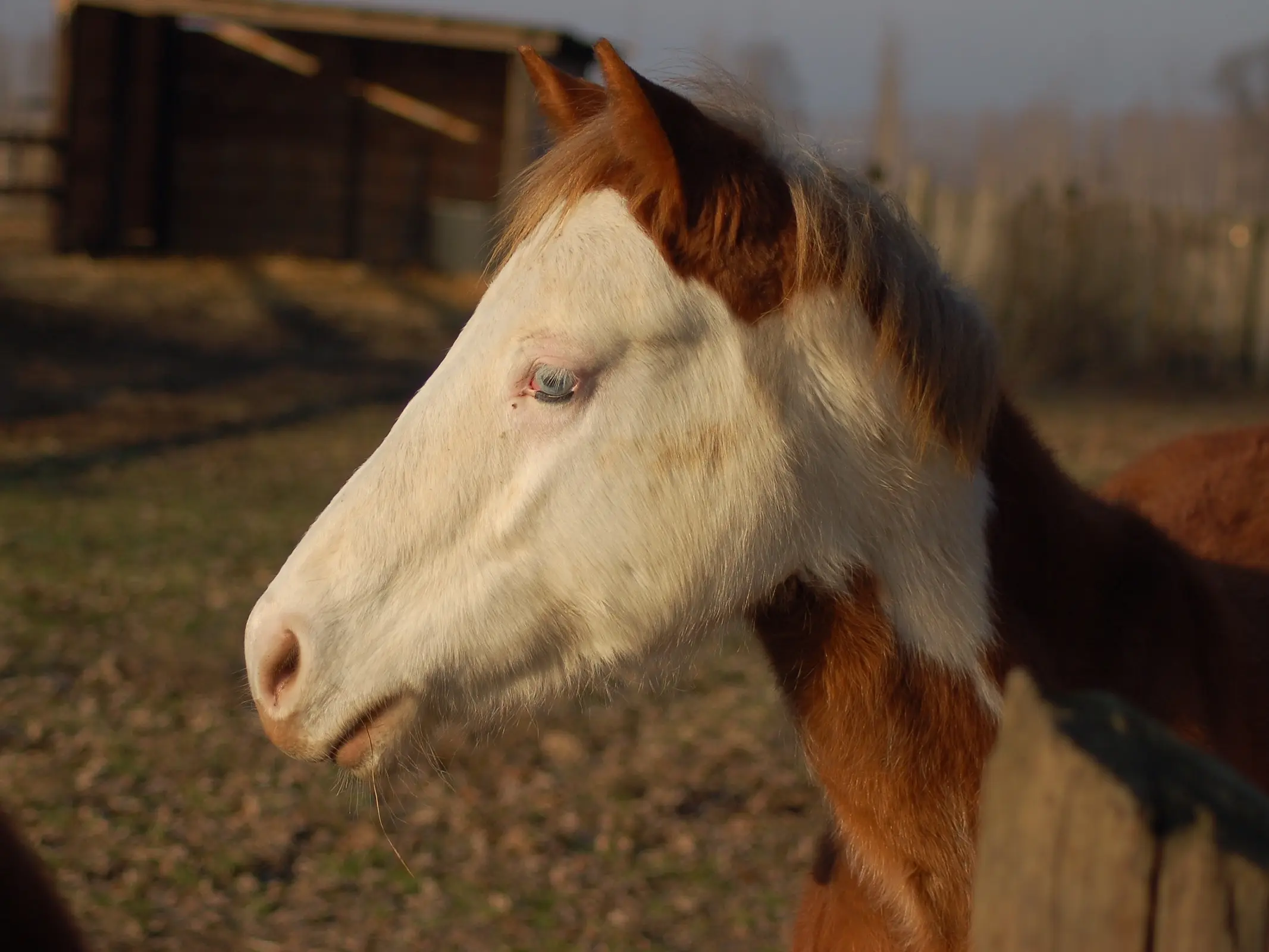 War bonnet horse