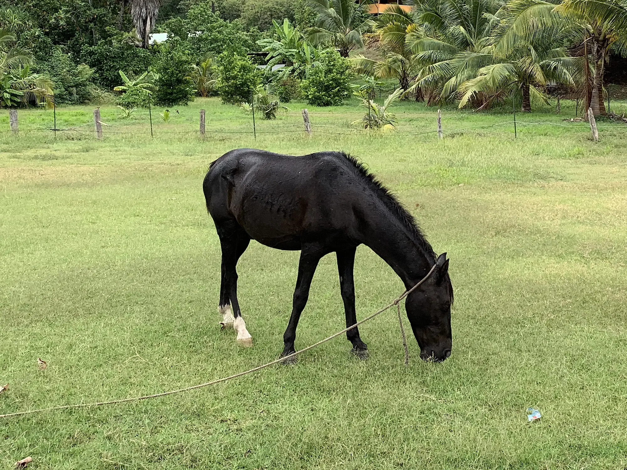 Marquesas Islands Horse