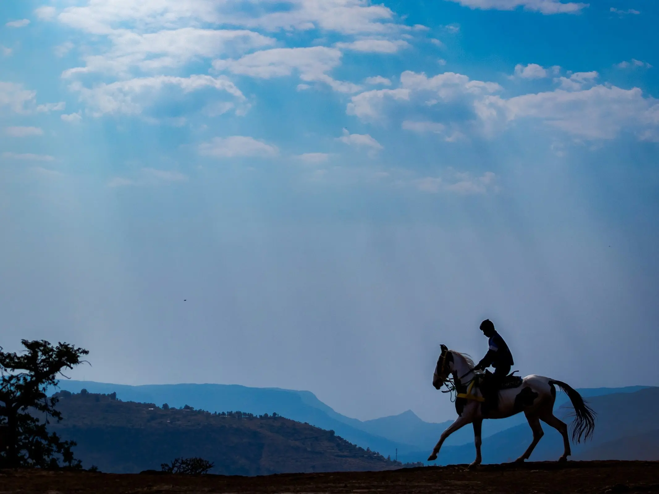 Marwari Horse