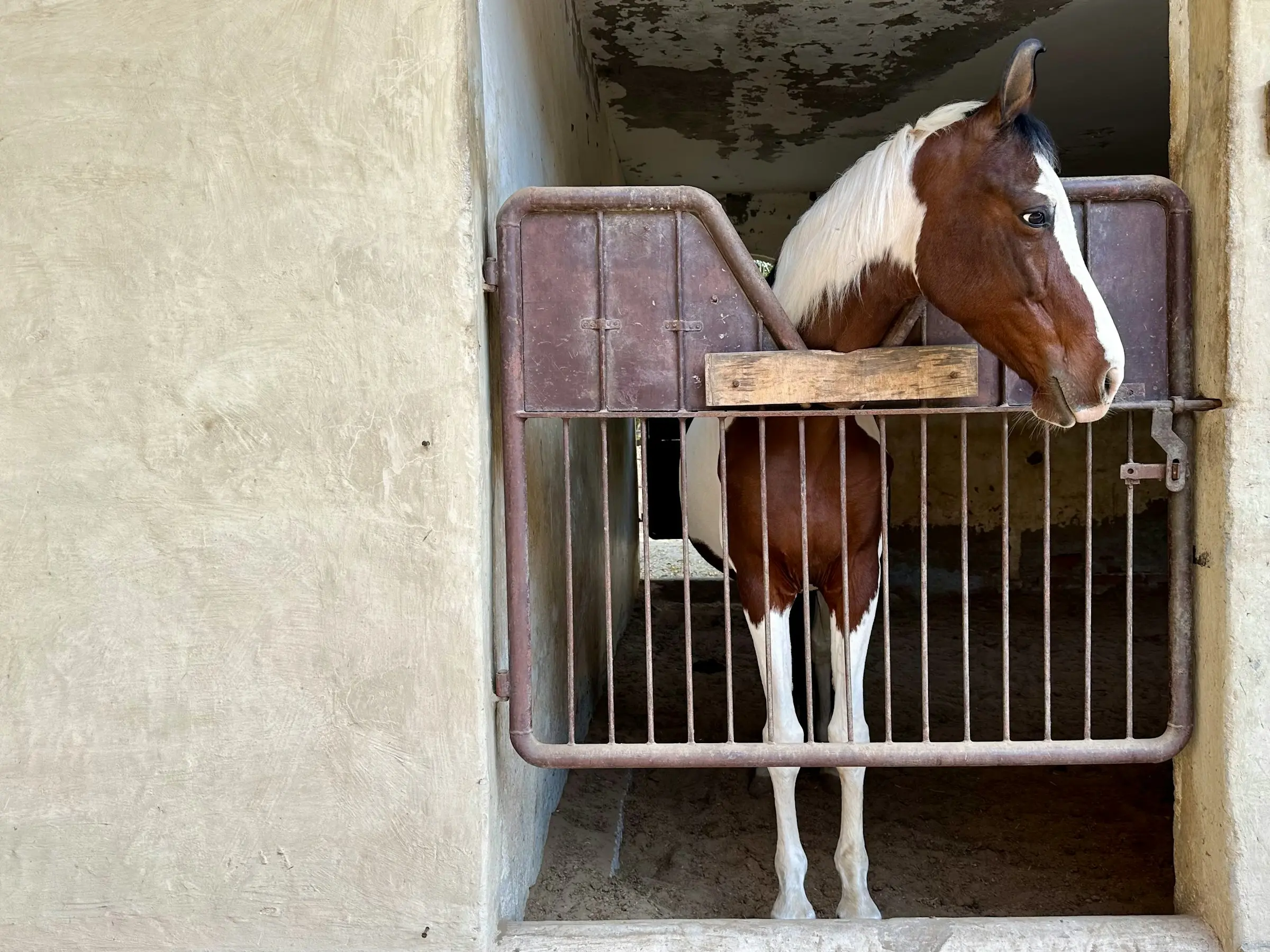 Marwari Horse