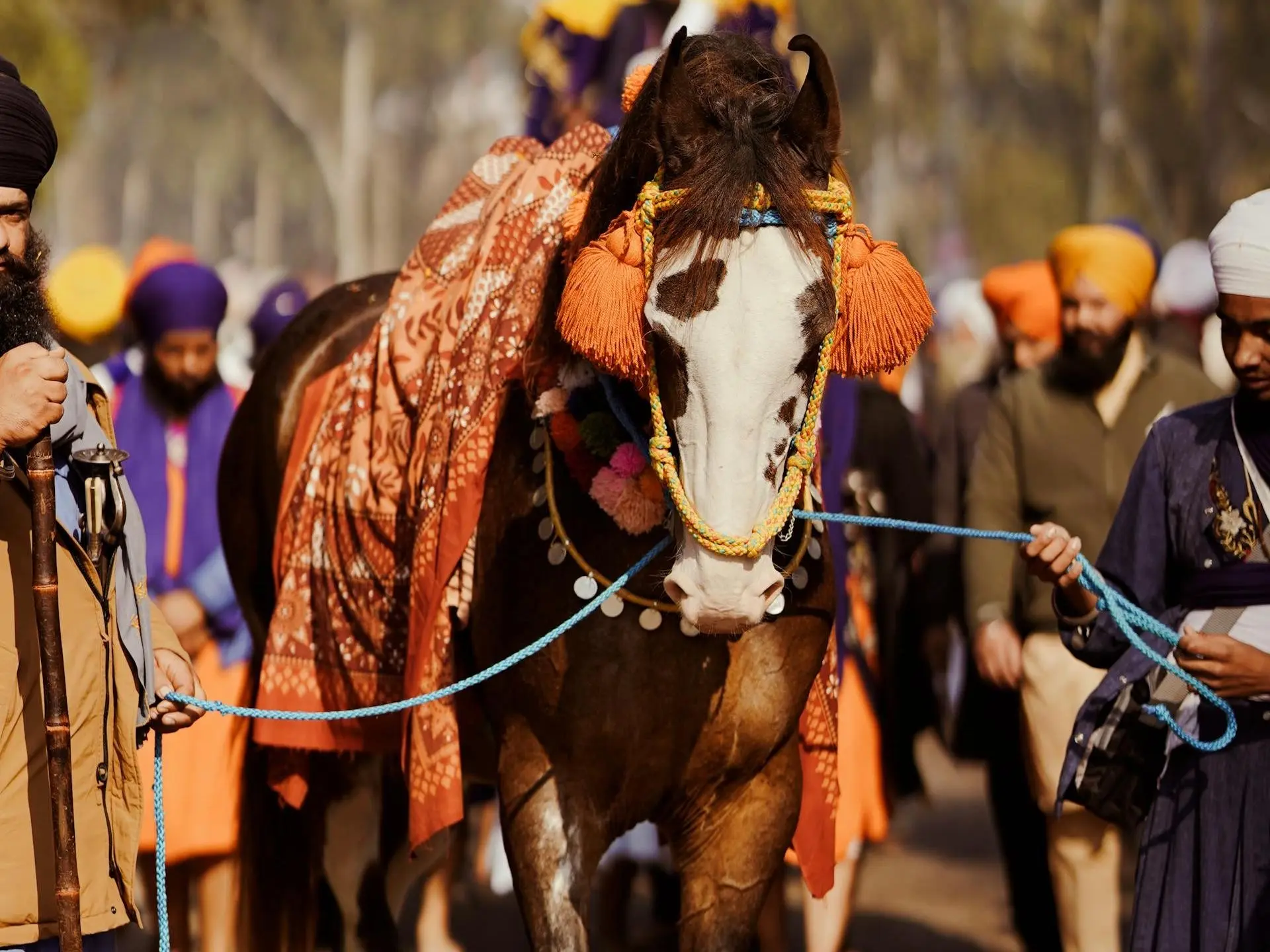 Marwari Horse