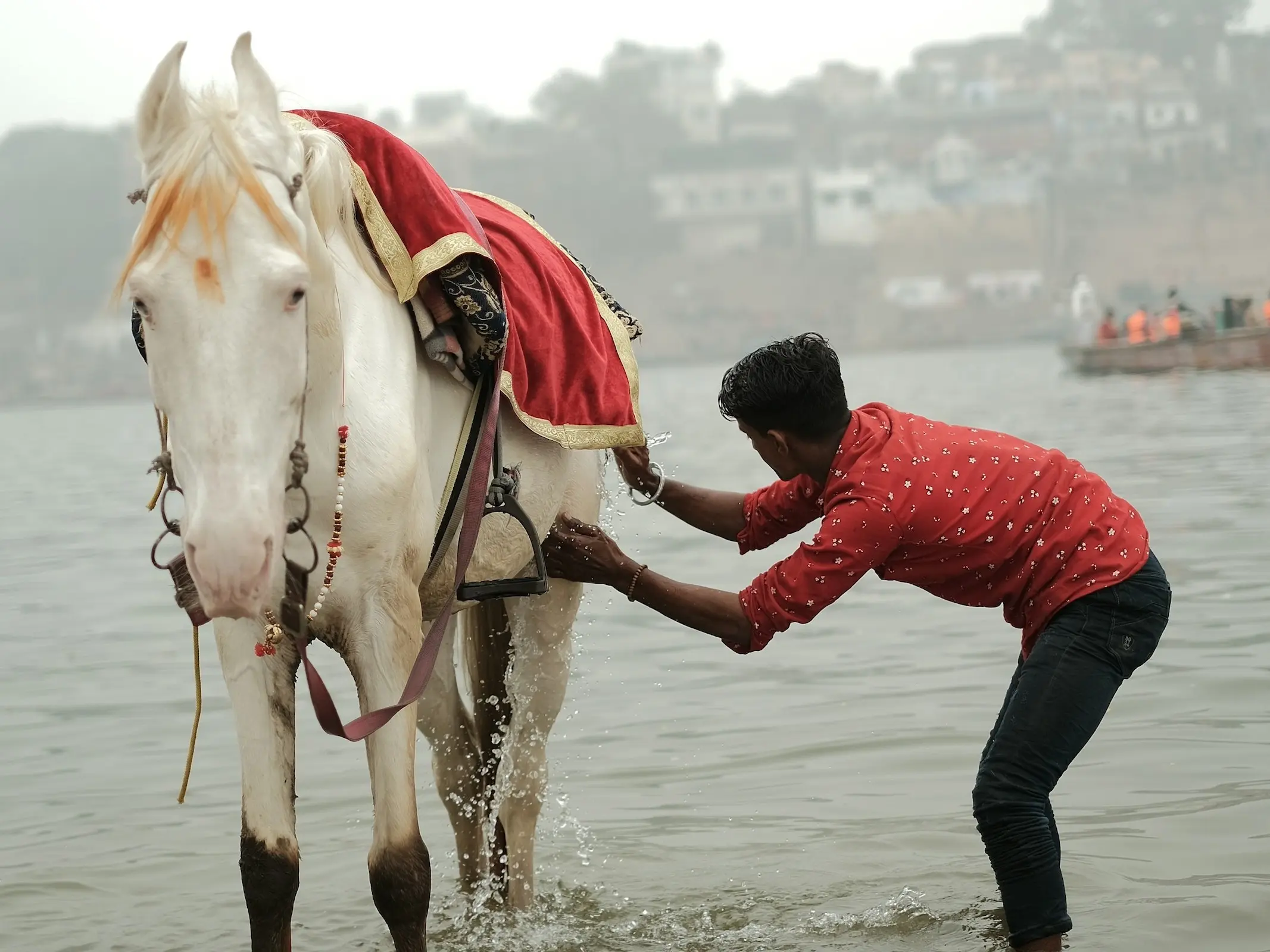 Marwari Horse