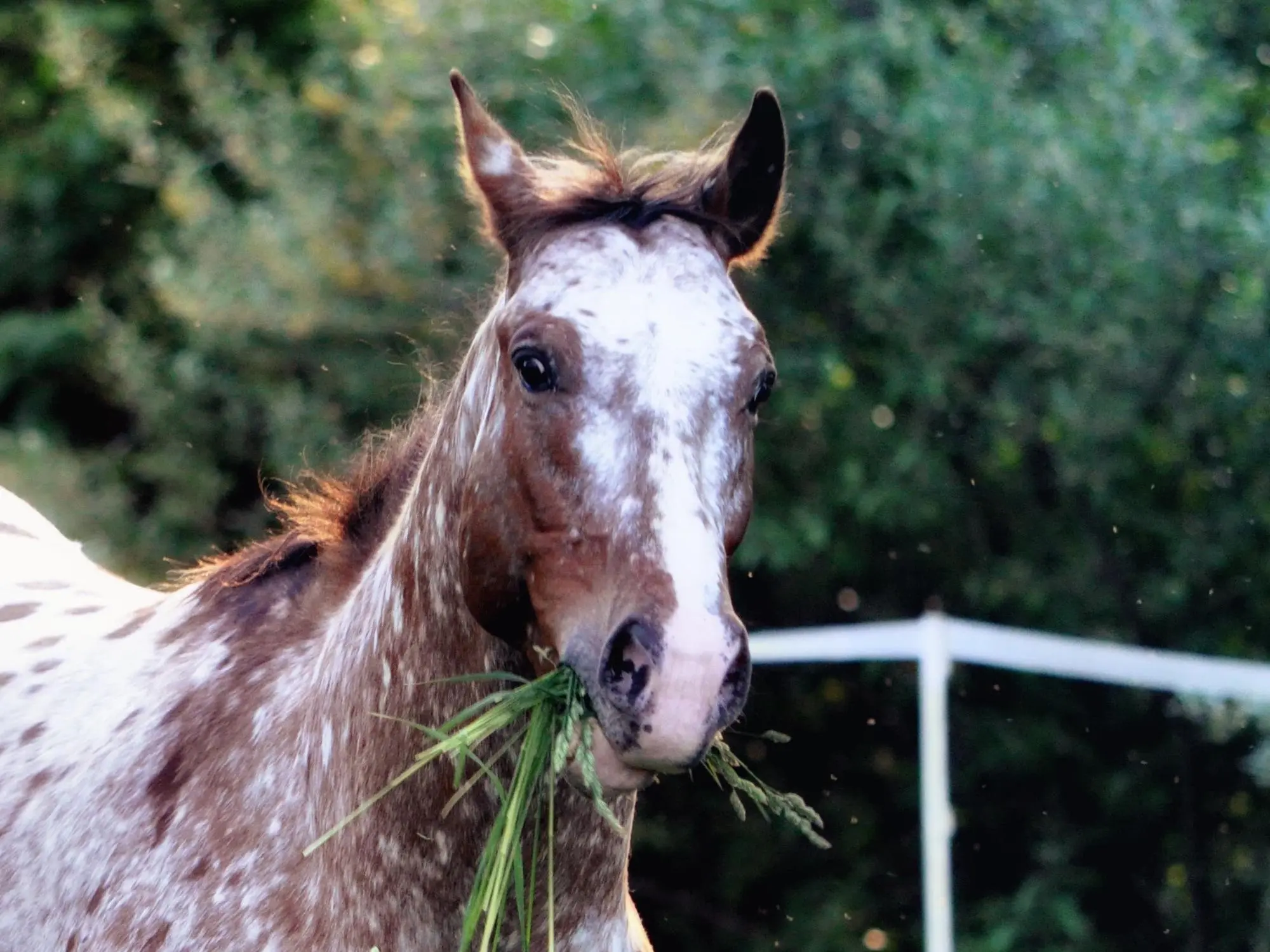 Appaloosa mealy horse