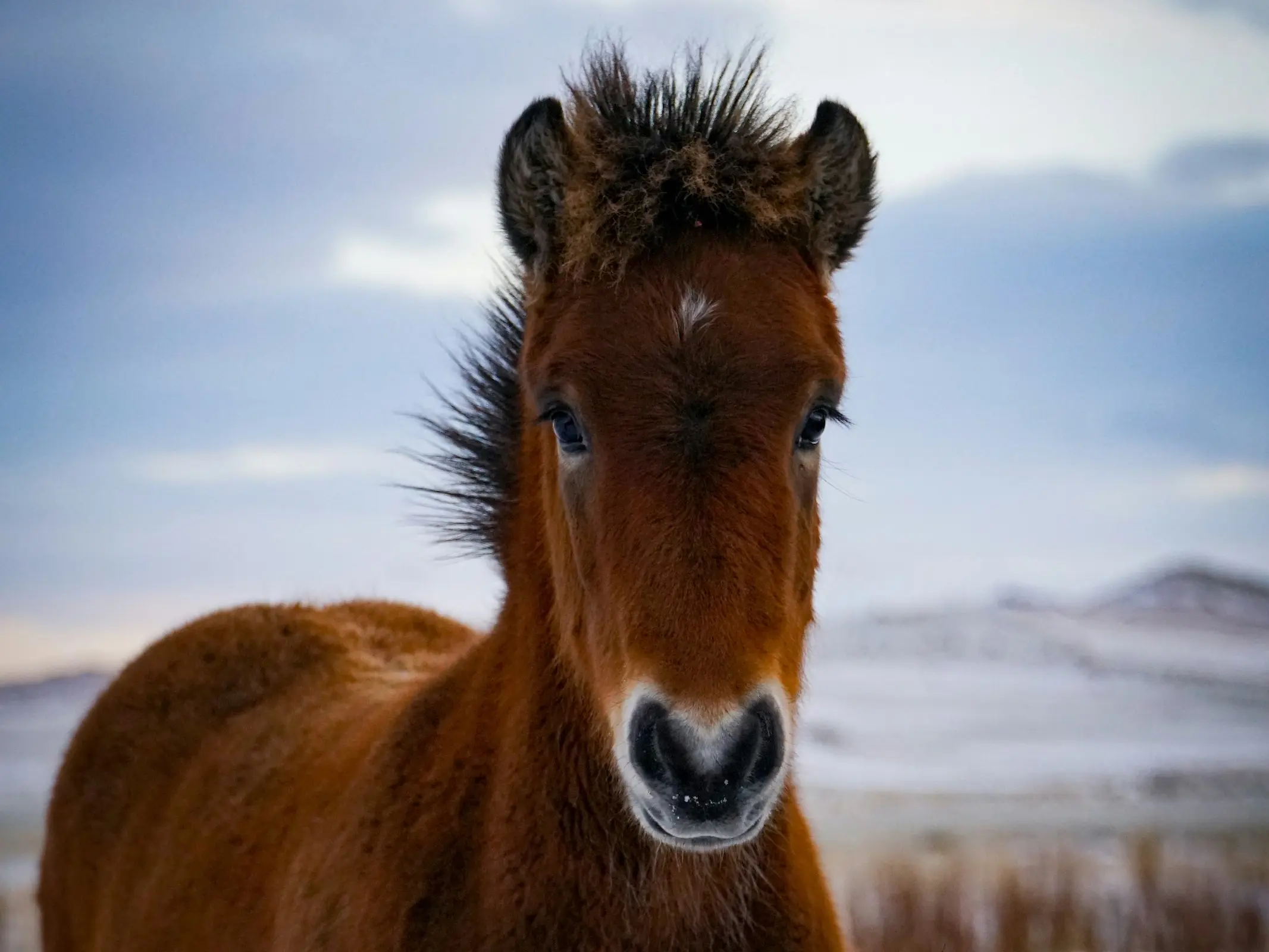 Bay Mealy or Pangaré Horses - The Equinest