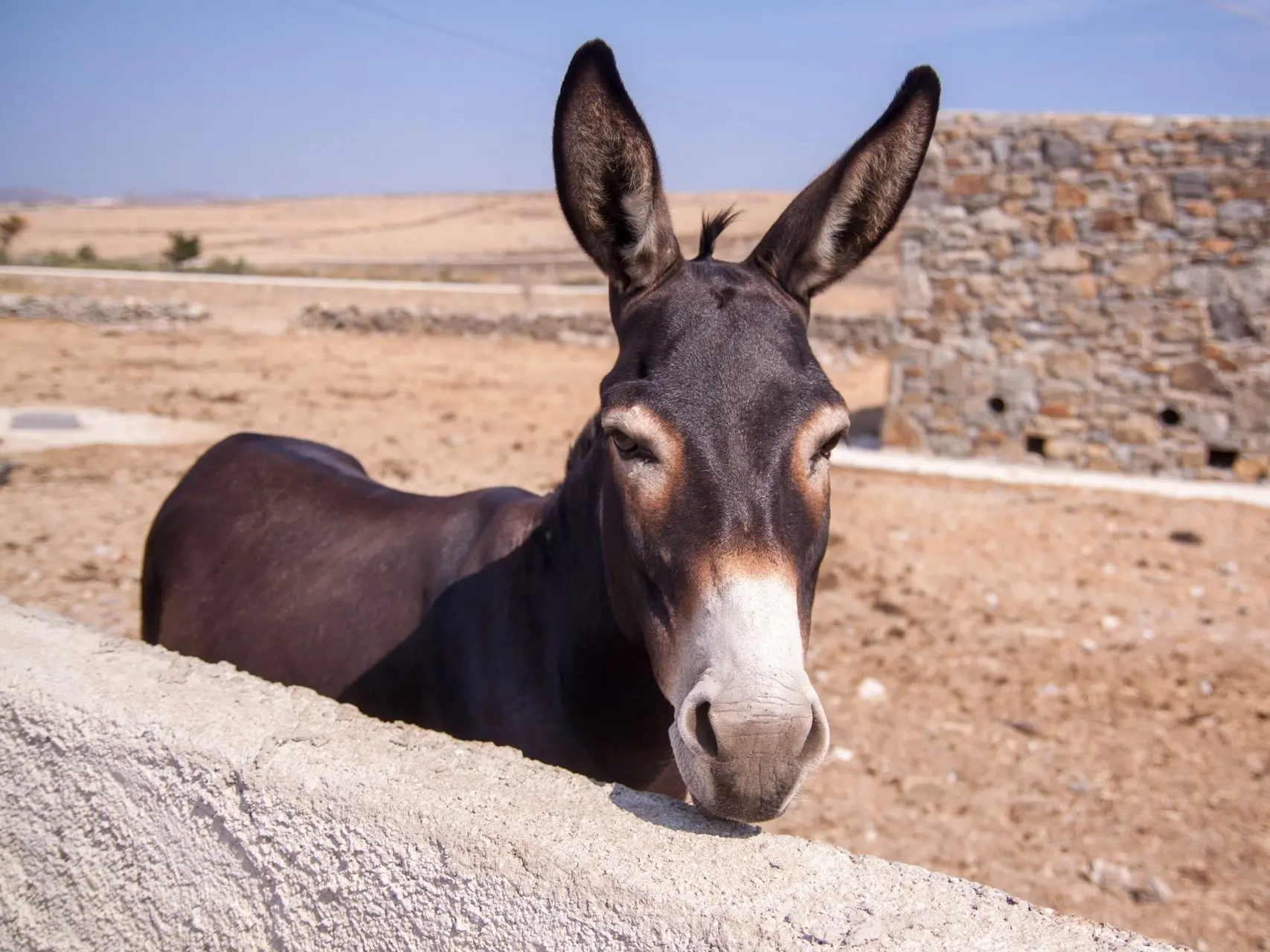 Mealy donkey