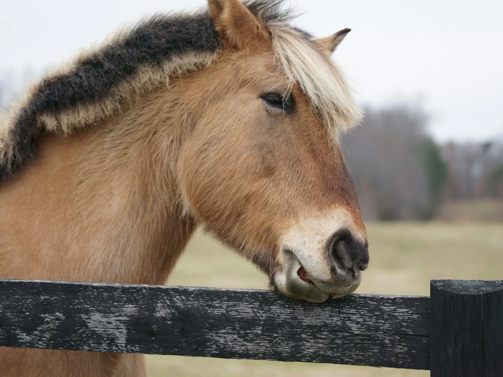 Dun mealy horse