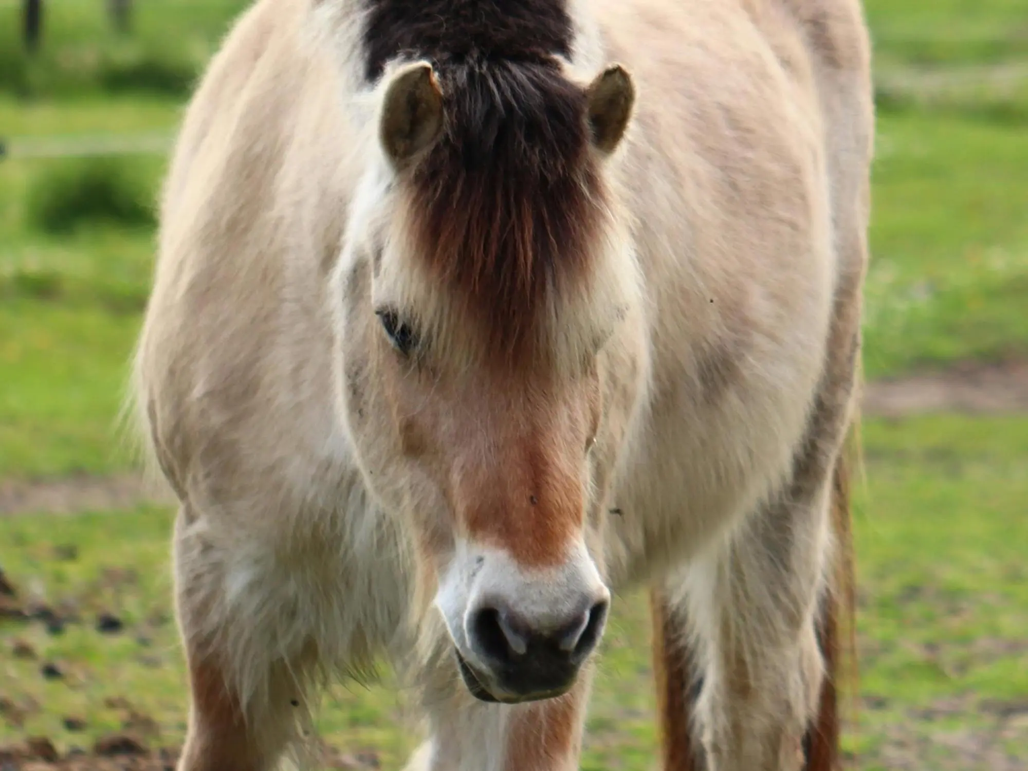 Dun mealy horse