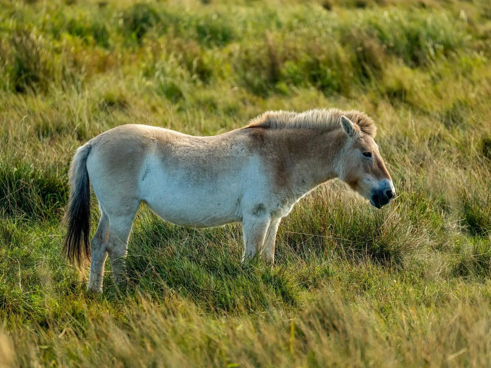 Dun mealy horse