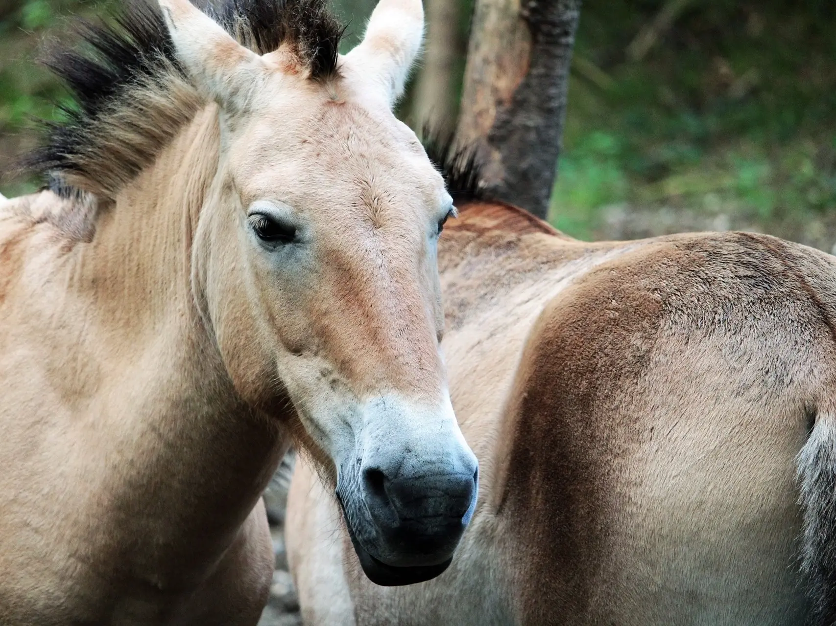 Dun mealy horse