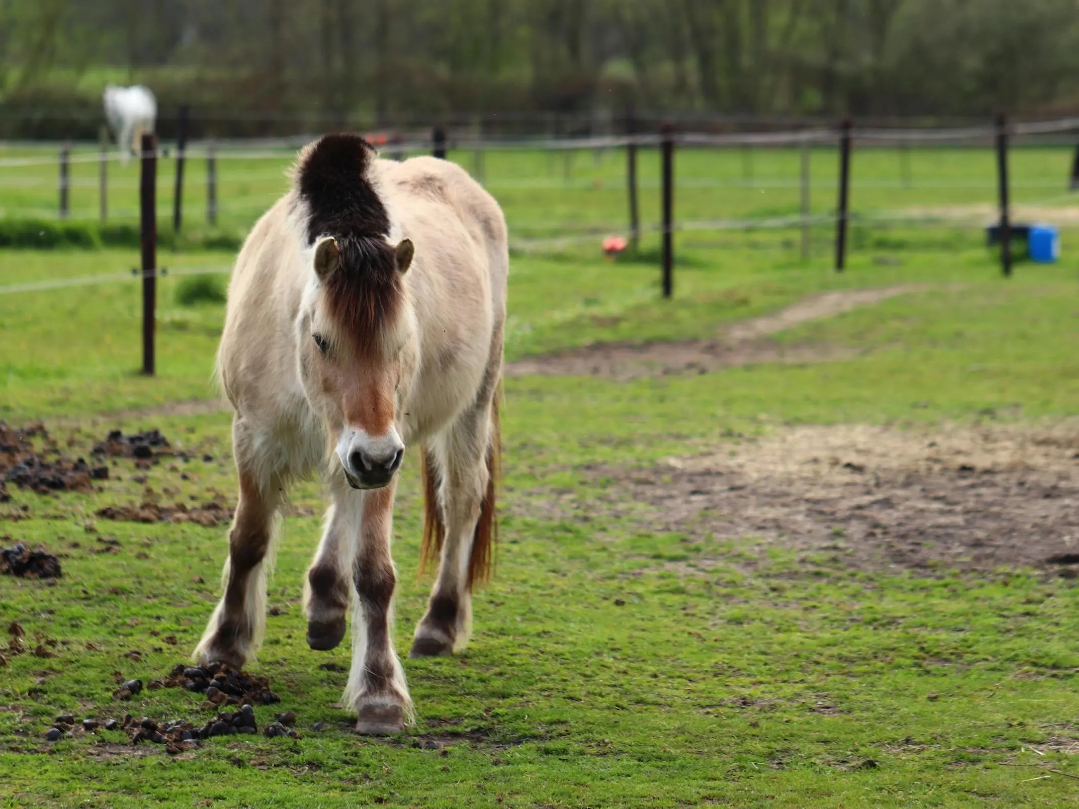 Dun mealy horse