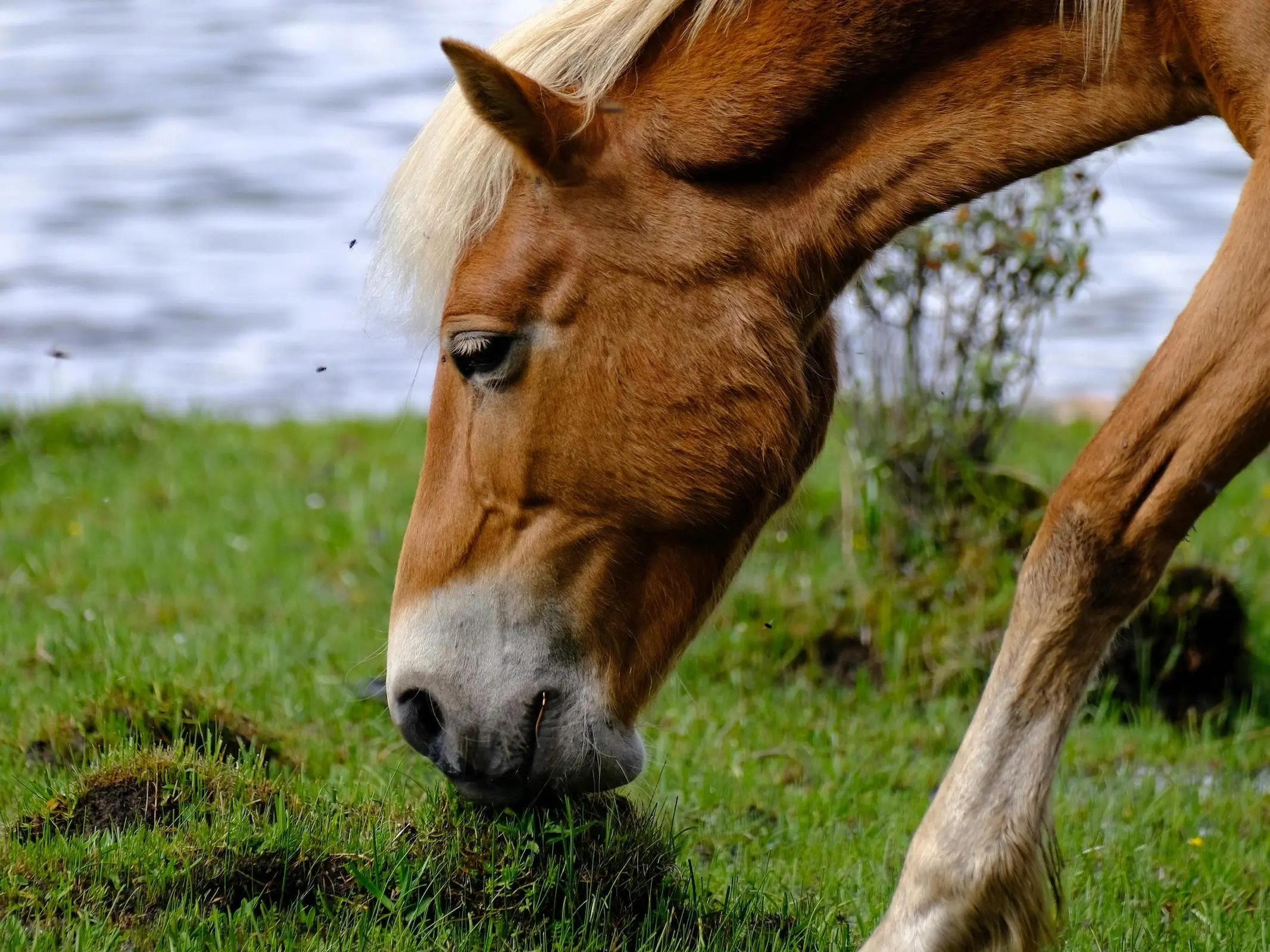 Flaxen mealy horse