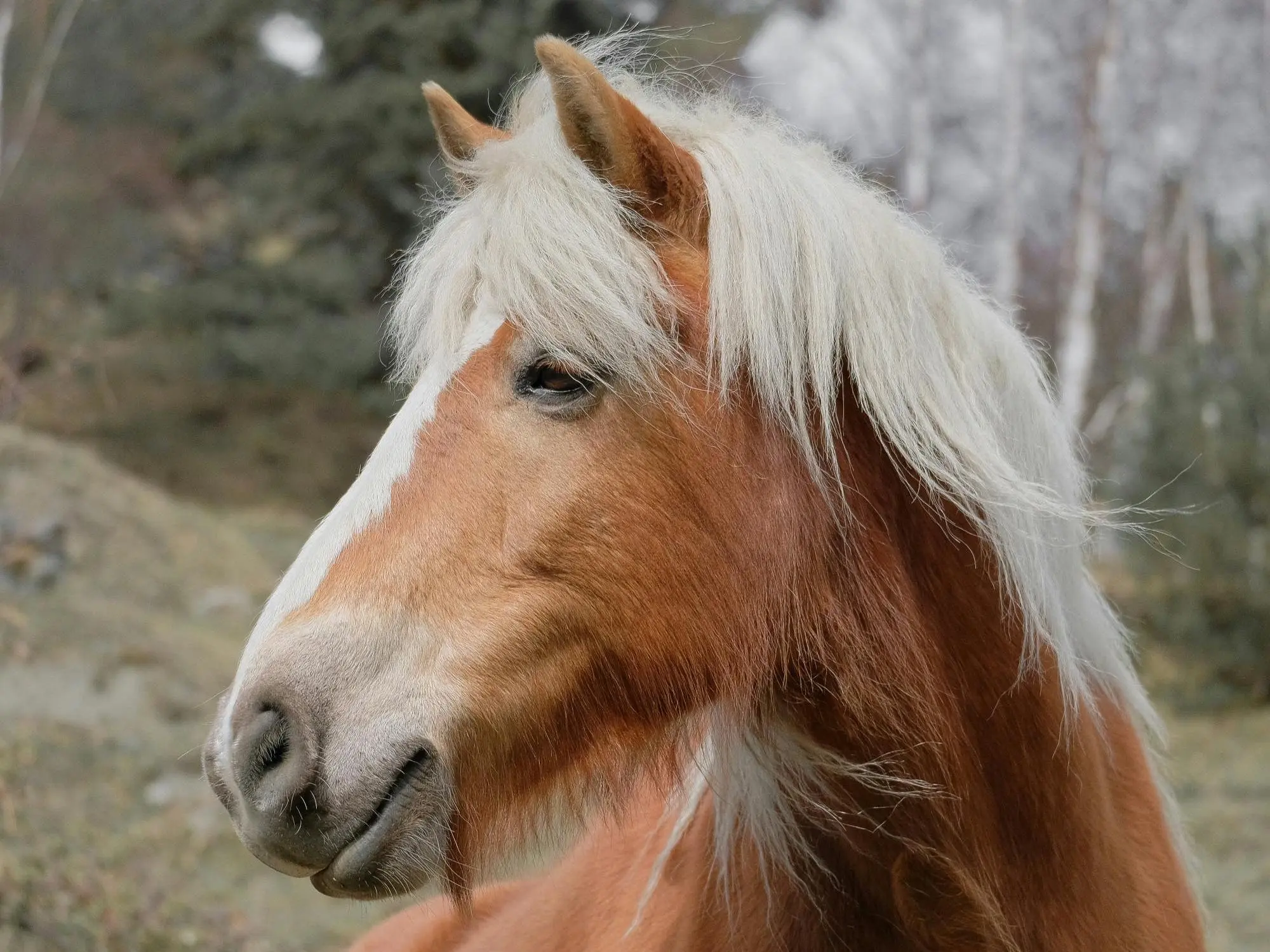 Flaxen mealy horse