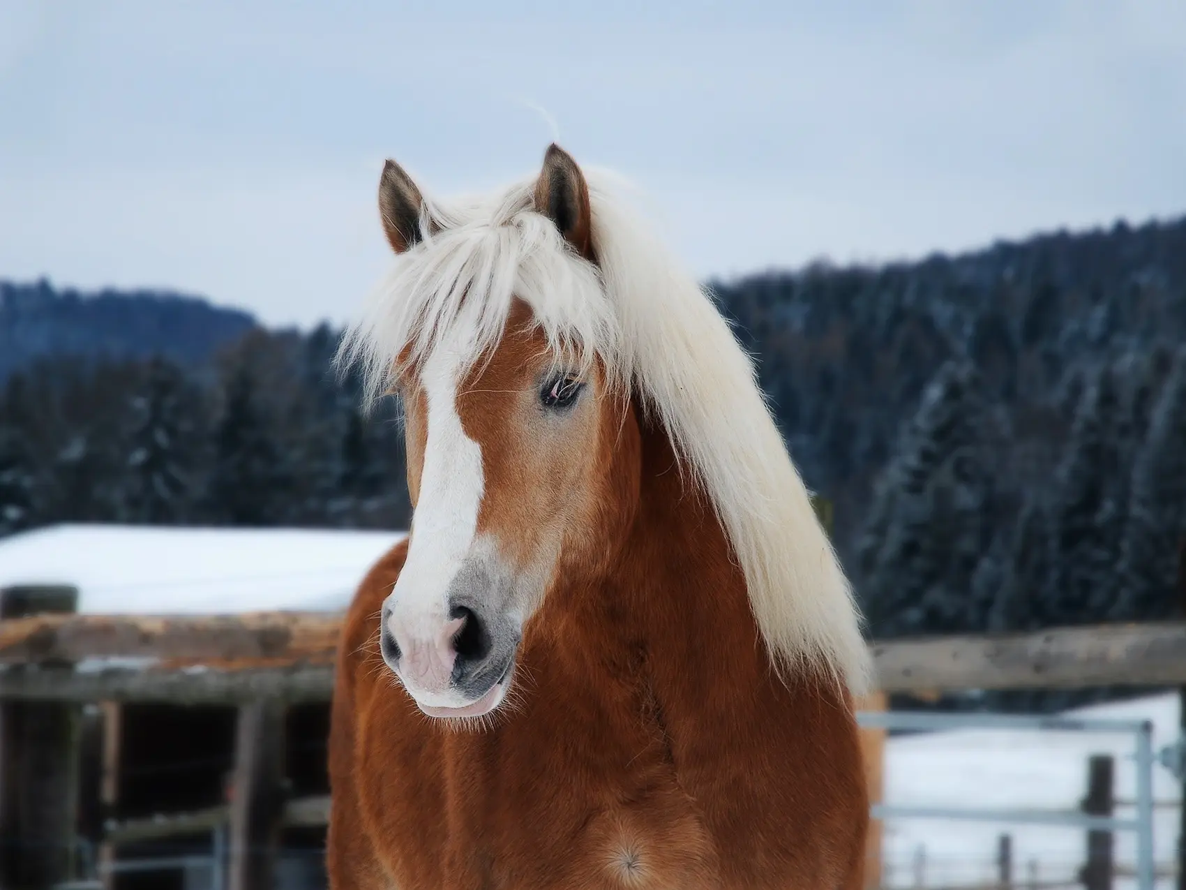 Flaxen mealy horse