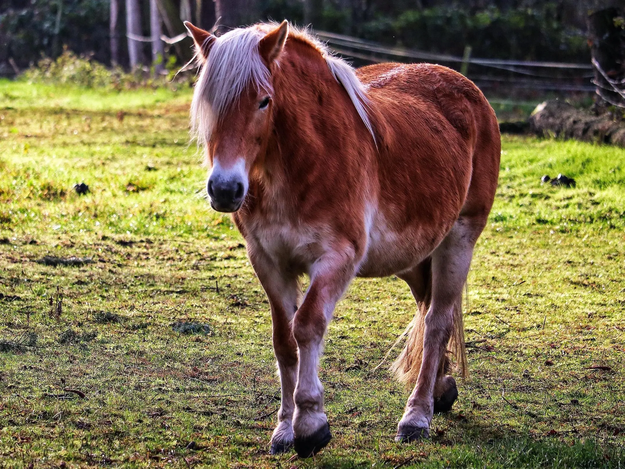 Flaxen mealy horse