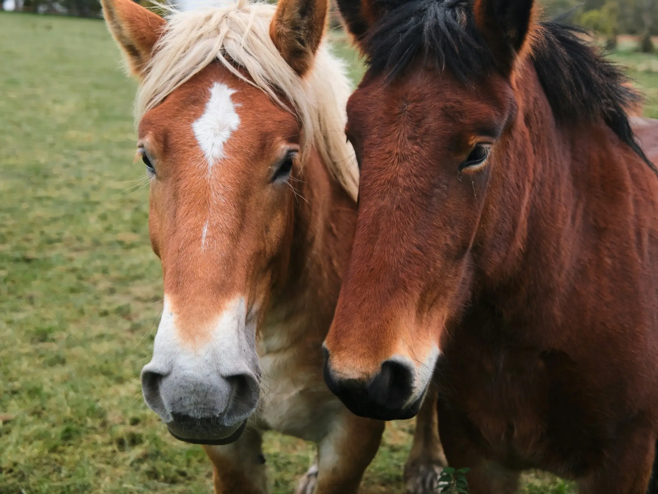 Mealy muzzle