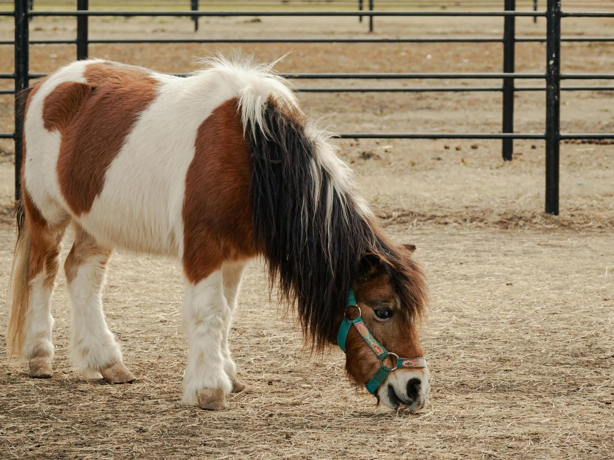 Mealy pinto horse