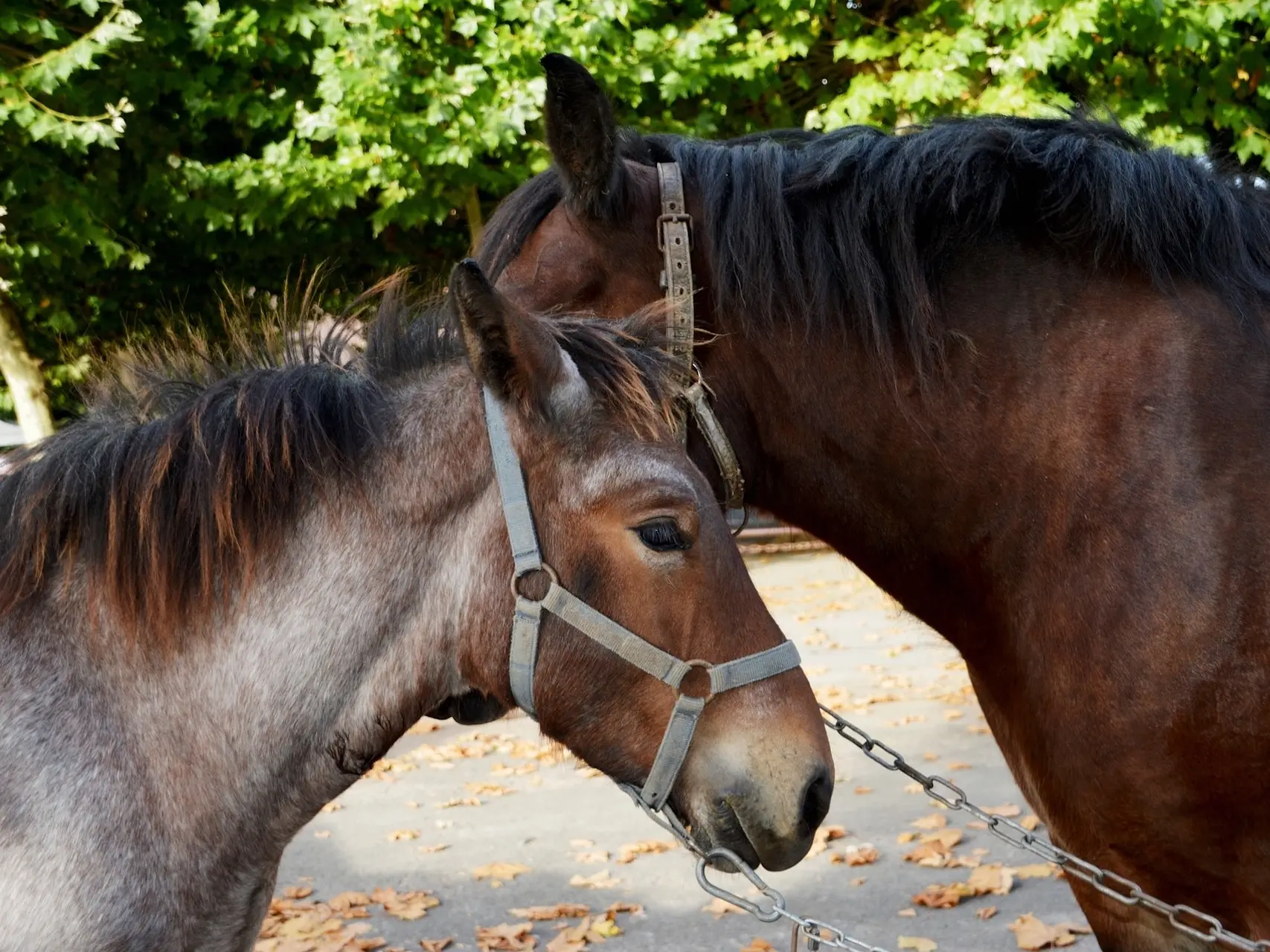 Mealy roan horse