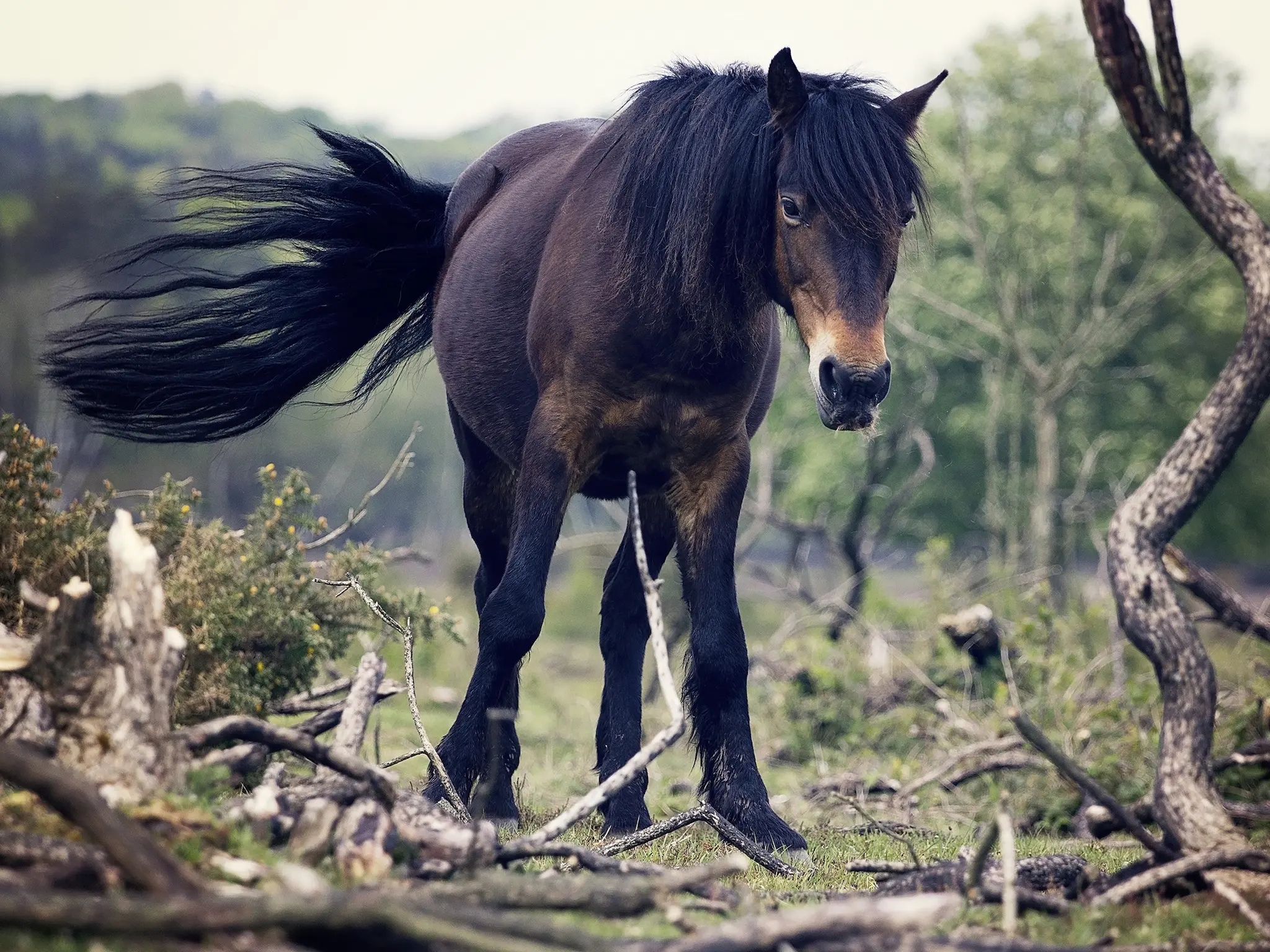 Mealy seal brown horse