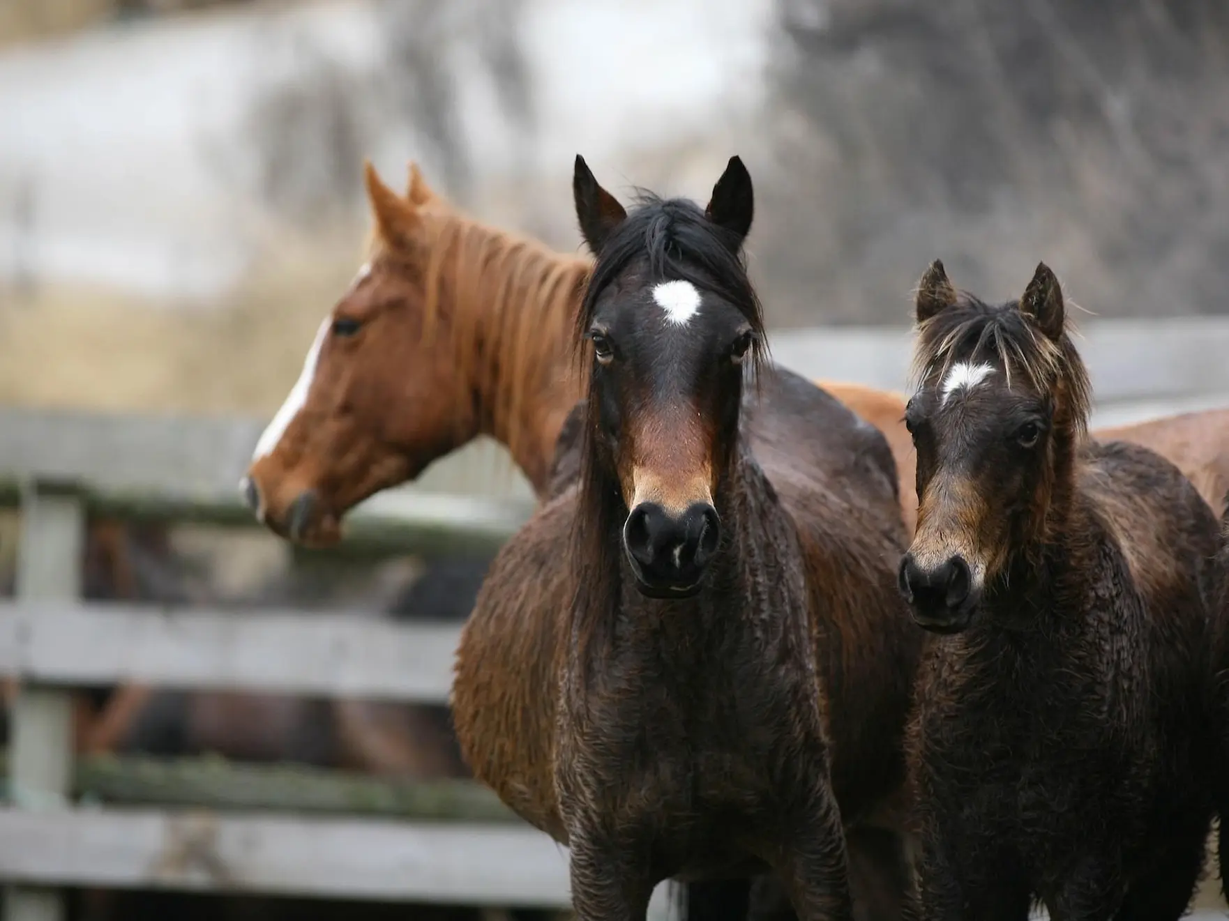 Mealy seal brown horse