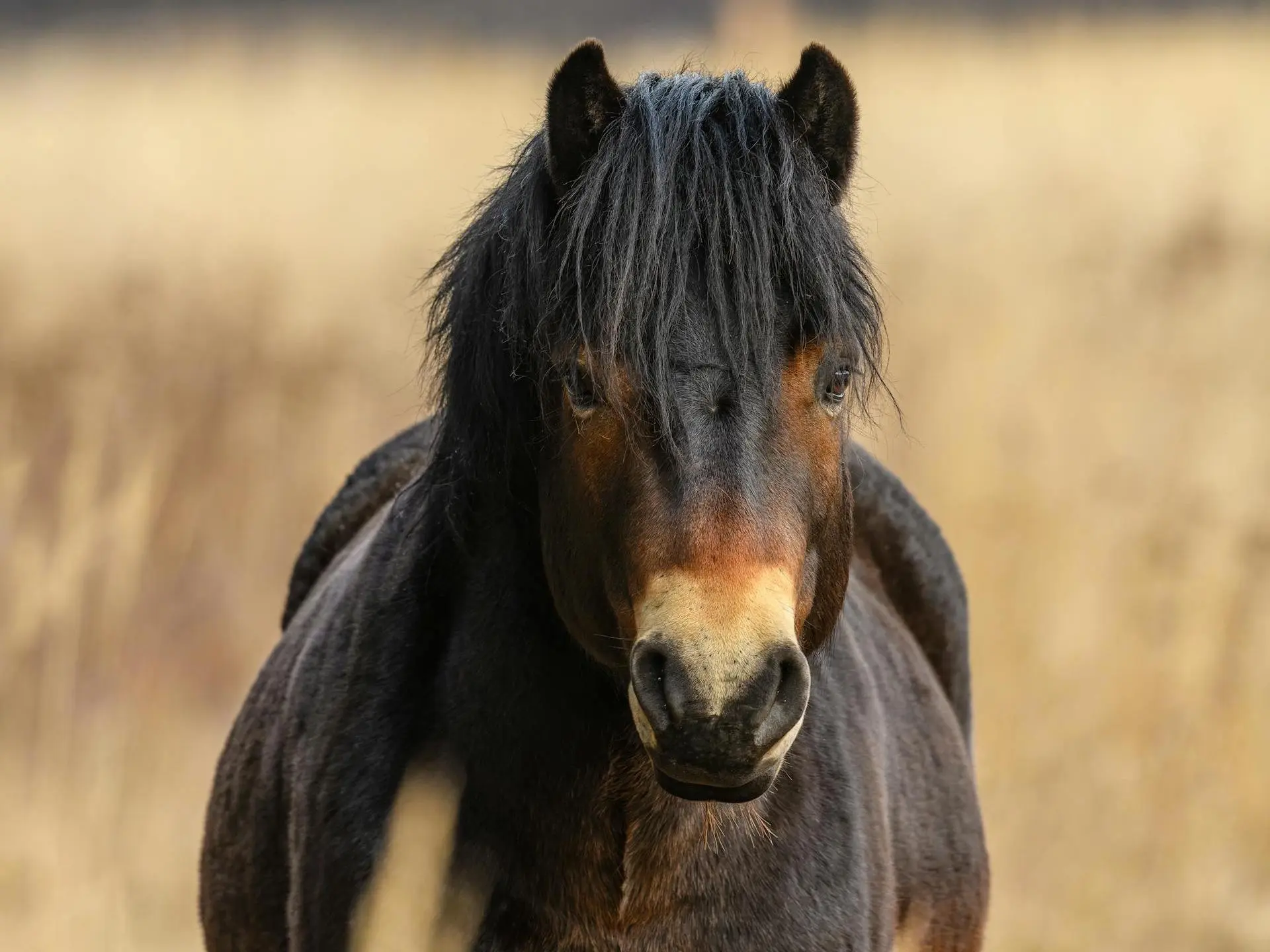 Pangare or Mealy Seal Brown Horses - The Equinest