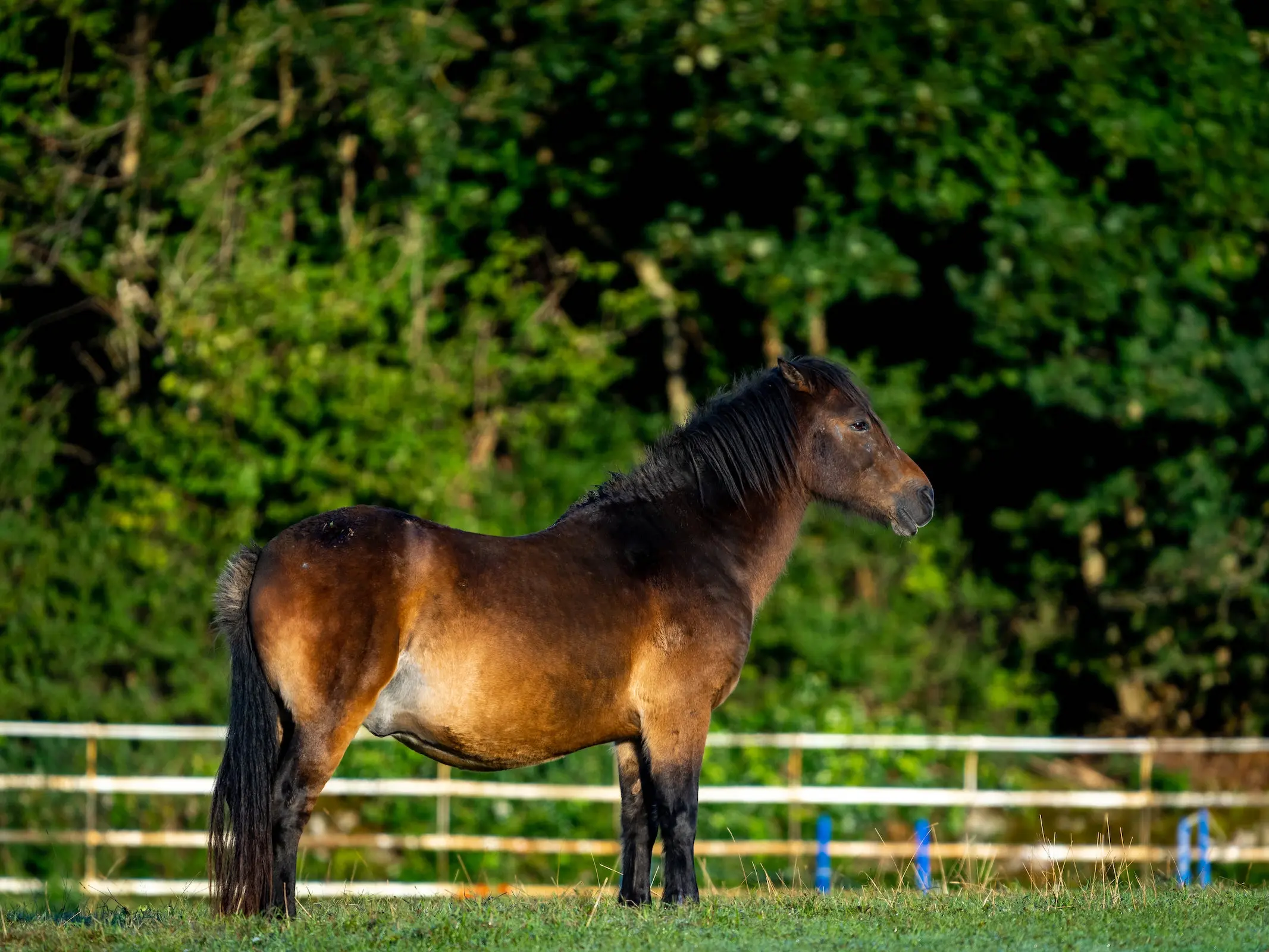 Mealy seal brown horse