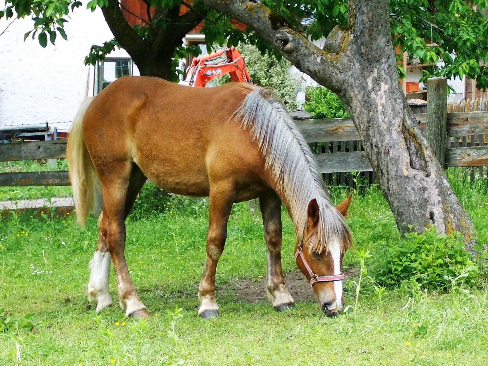 Silver mealy horse