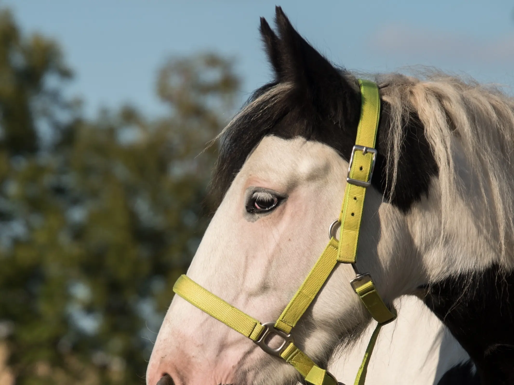 Medicine hat horse