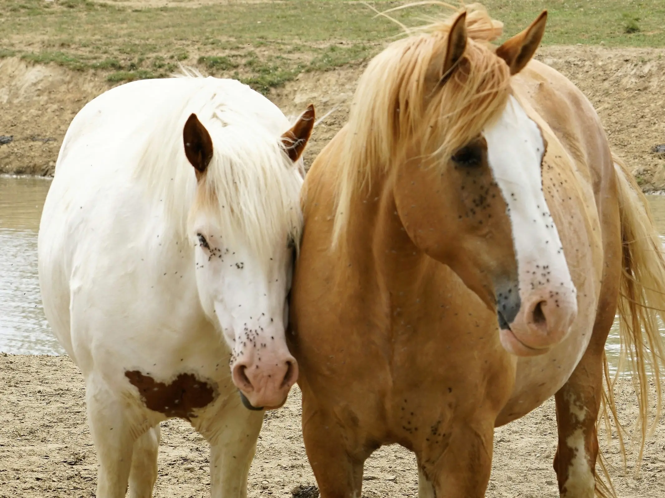 Medicine hat horse