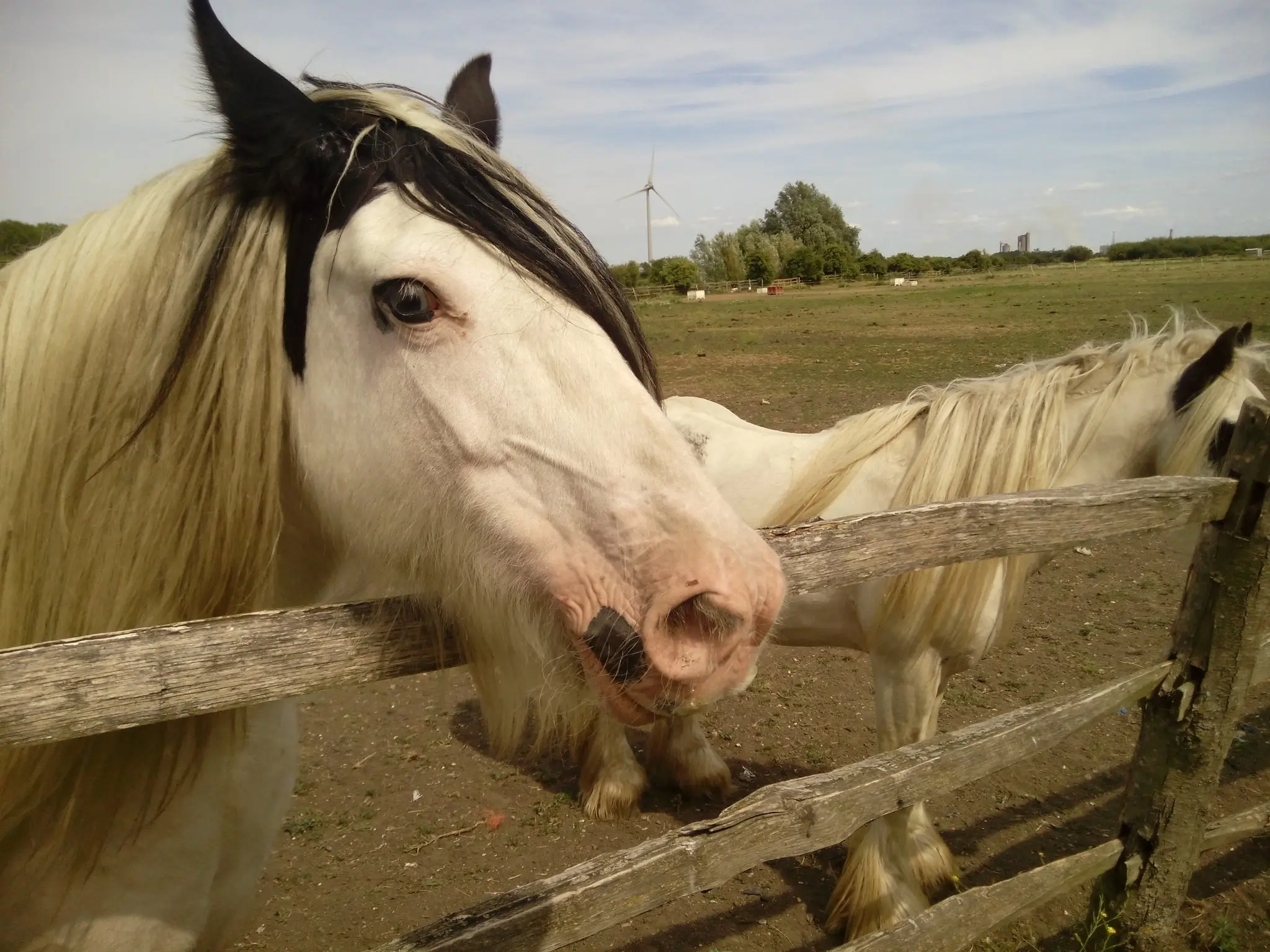 Medicine hat horse