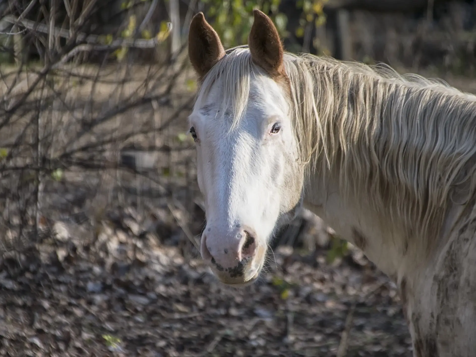 Medicine hat horse