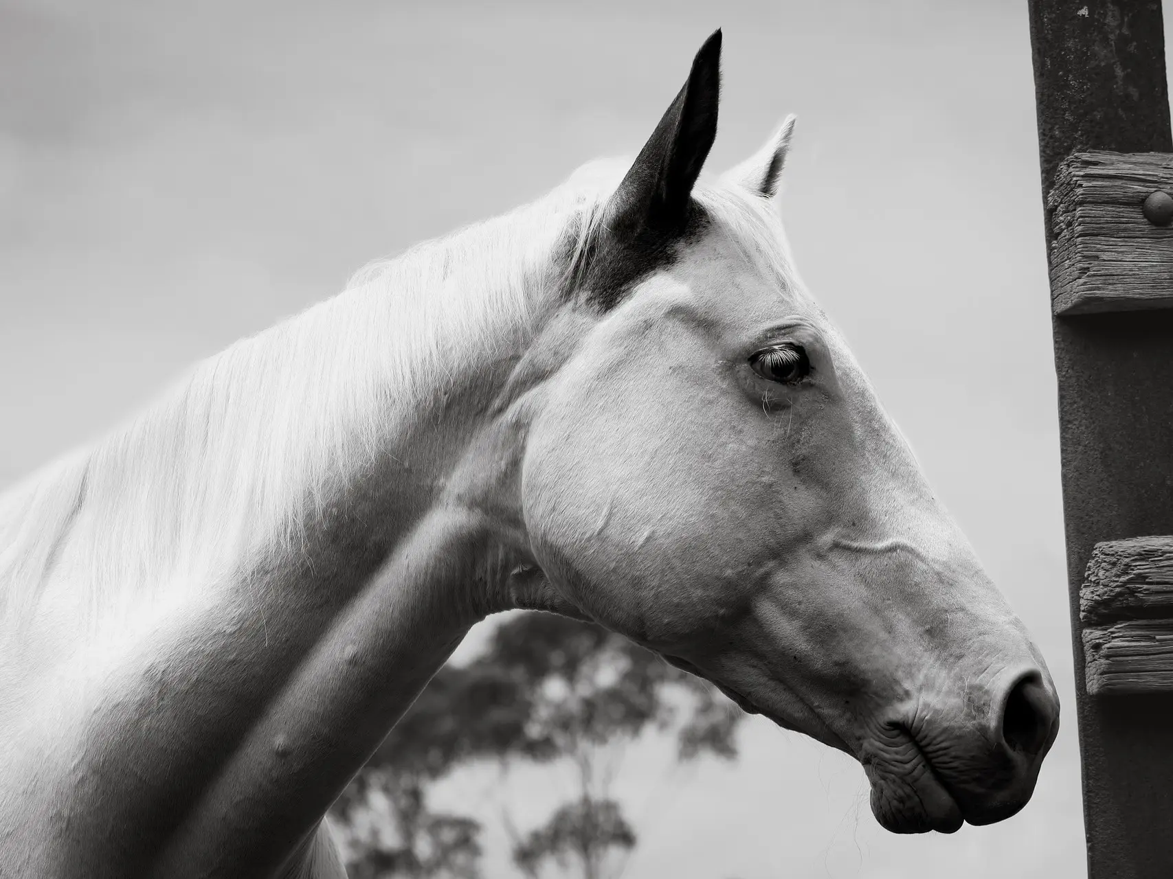 Medicine hat horse