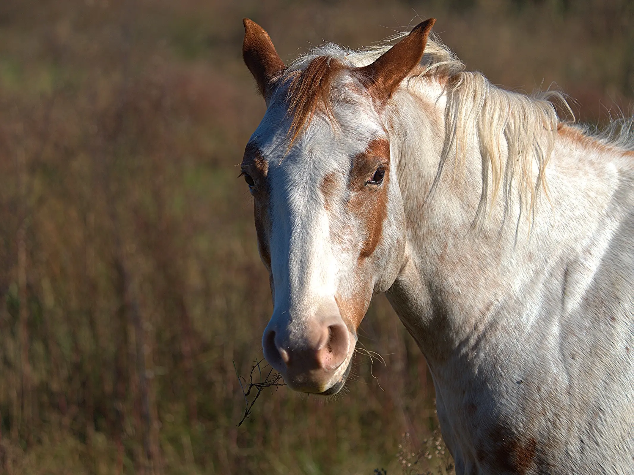 Medicine hat horse