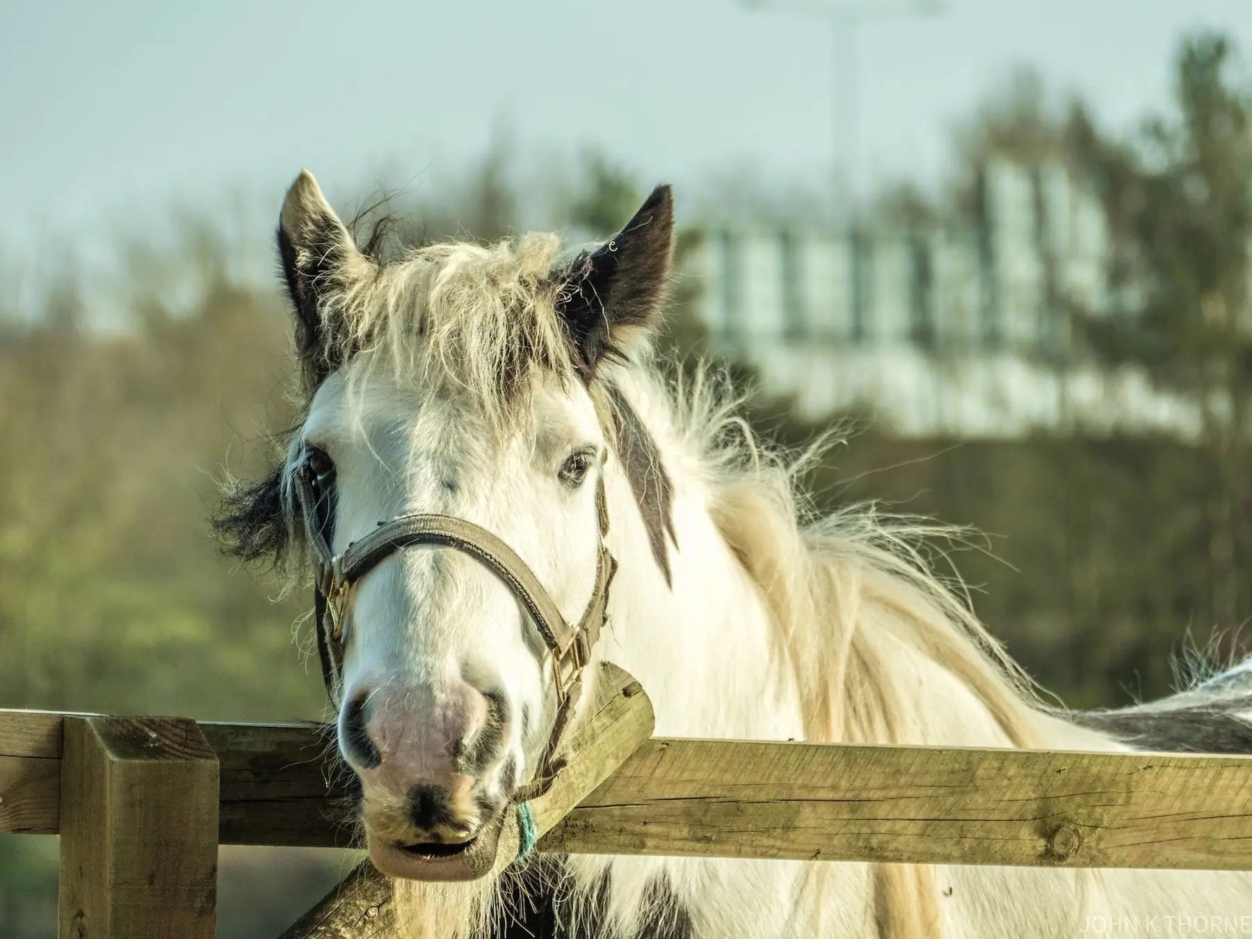 Medicine hat horse