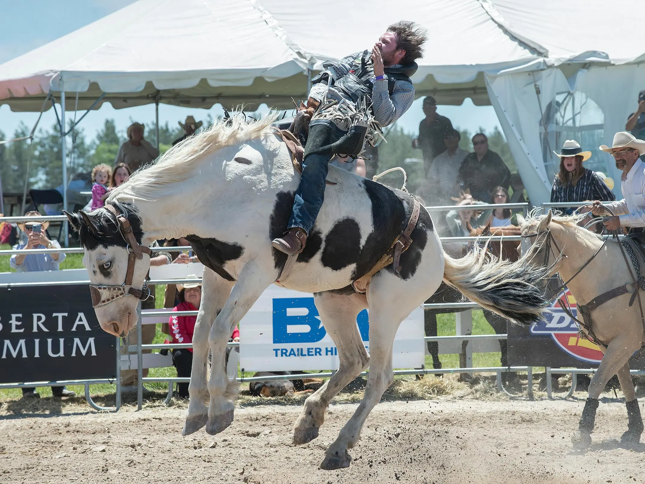 Medicine hat horse