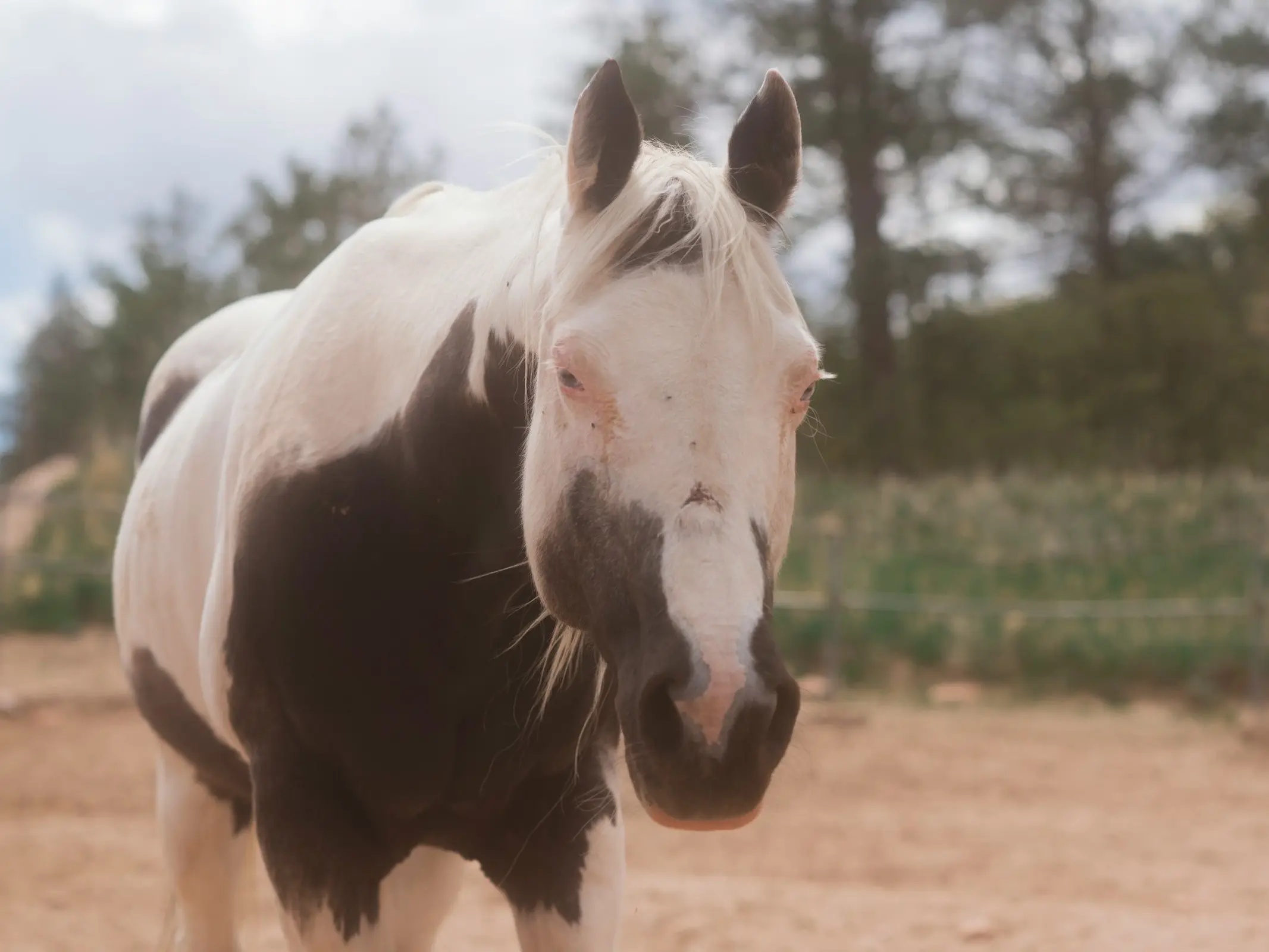 Medicine hat horse