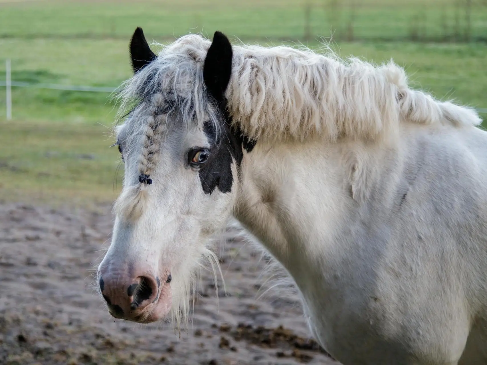 Medicine hat horse