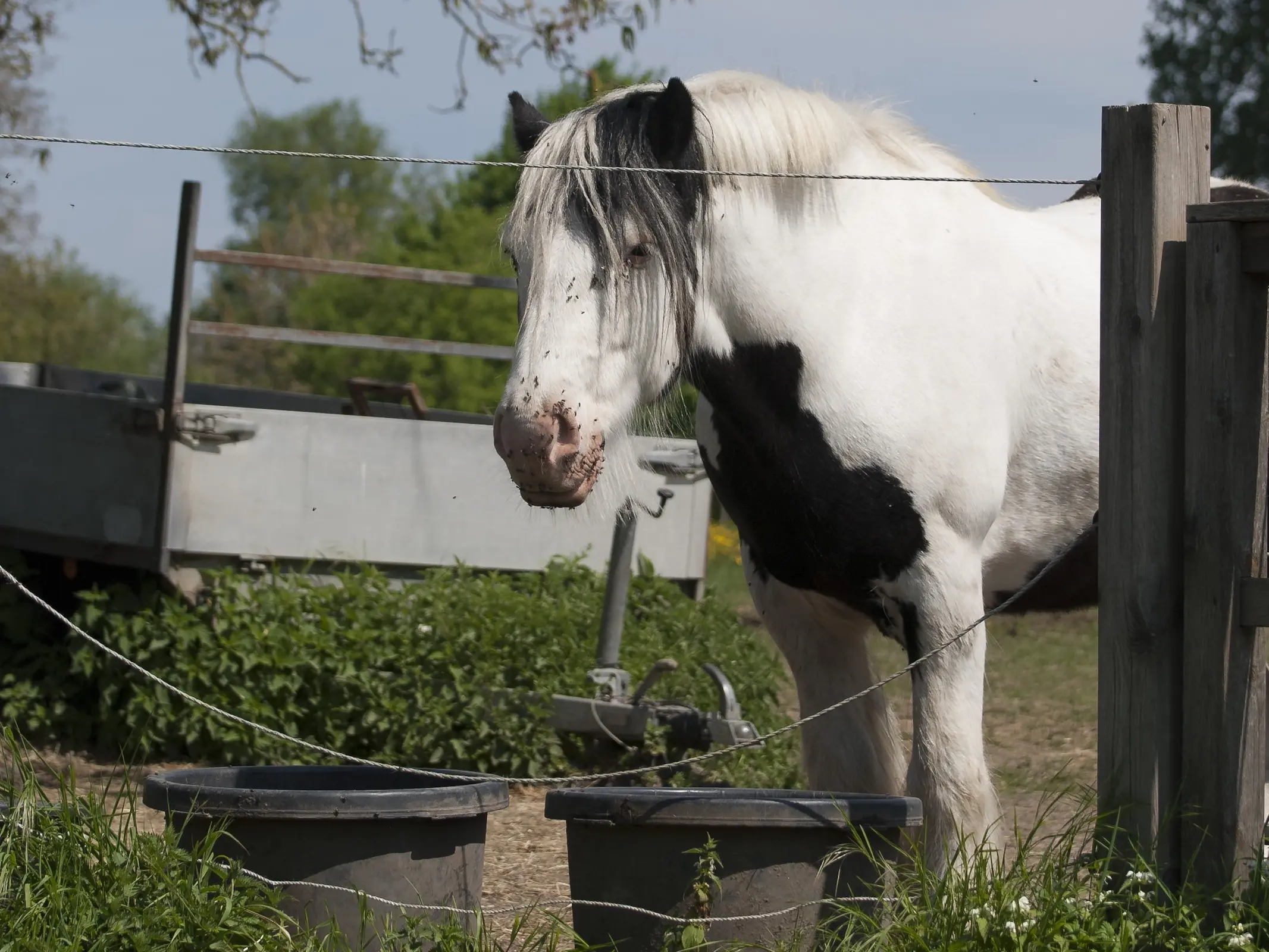 Medicine hat horse