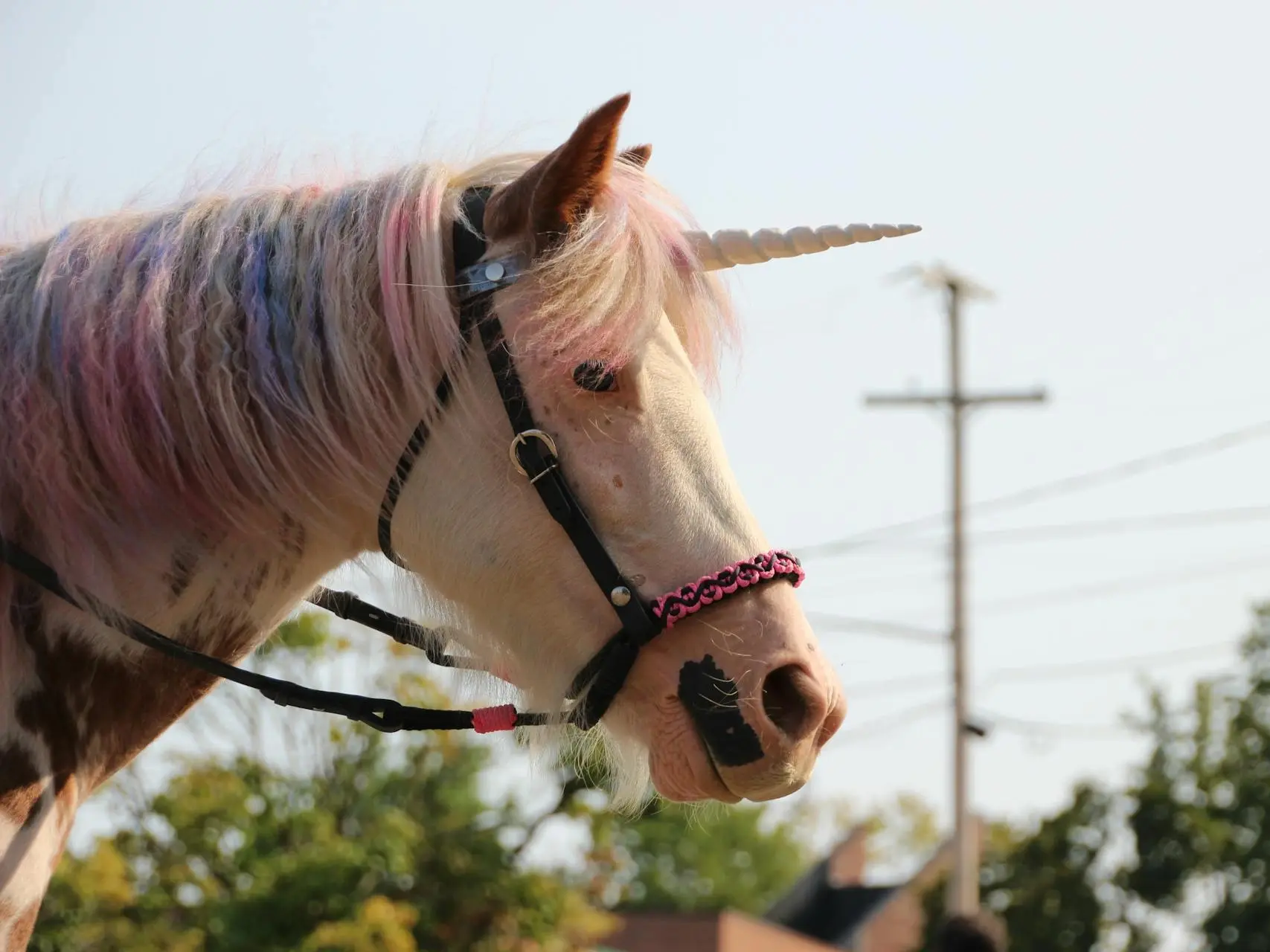 Medicine hat horse