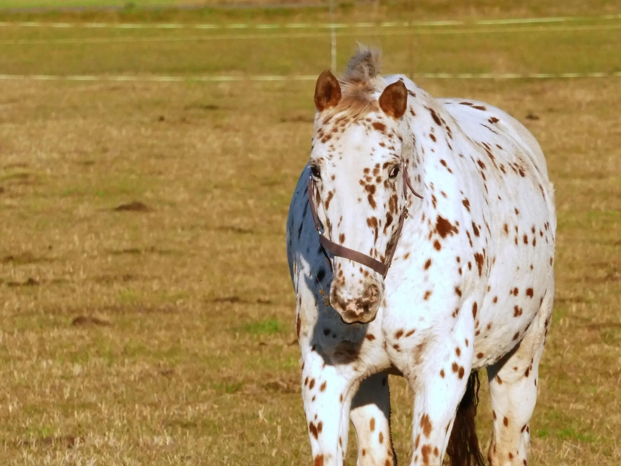 Medicine hat horse