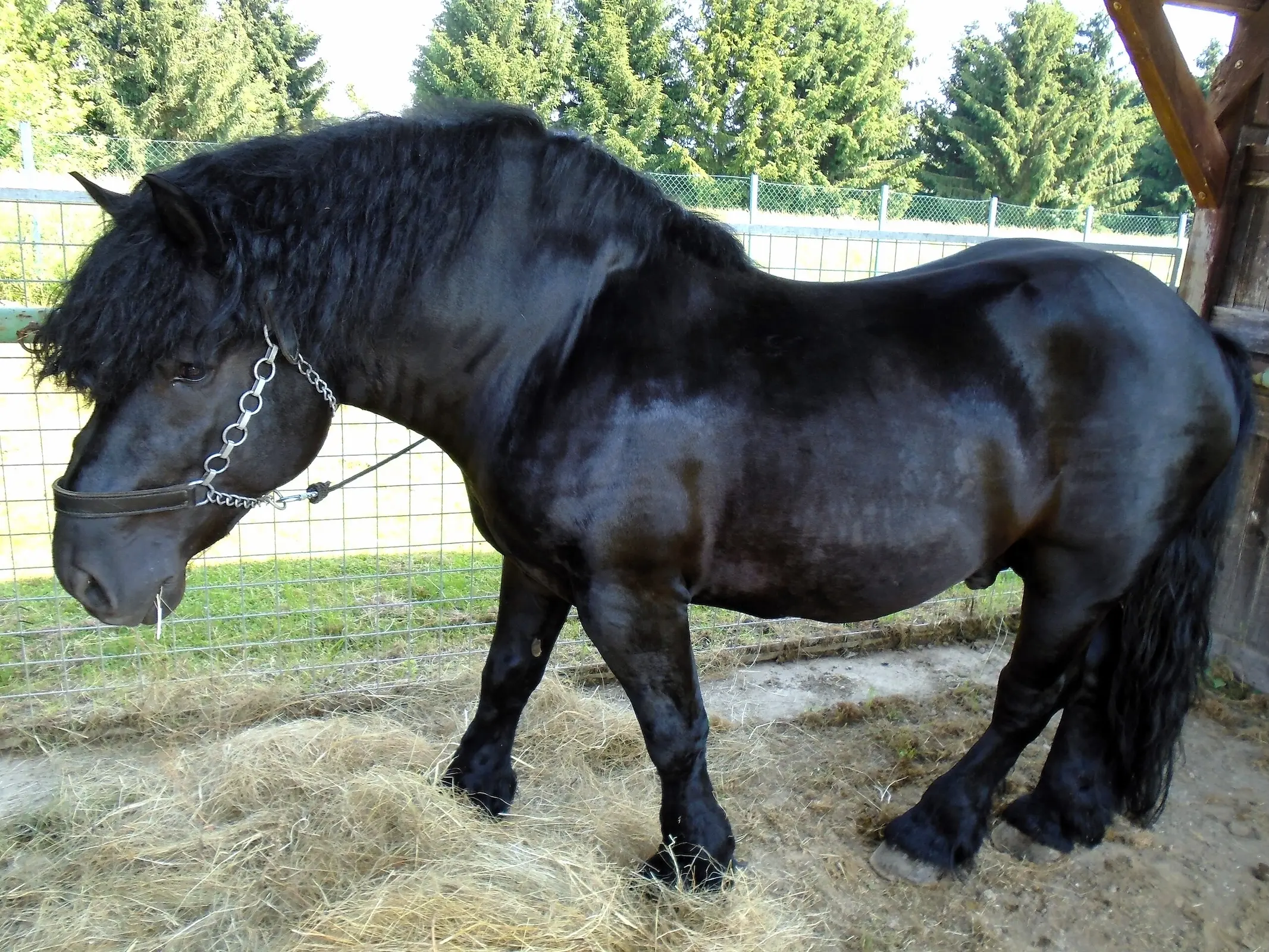 Međimurje Horse