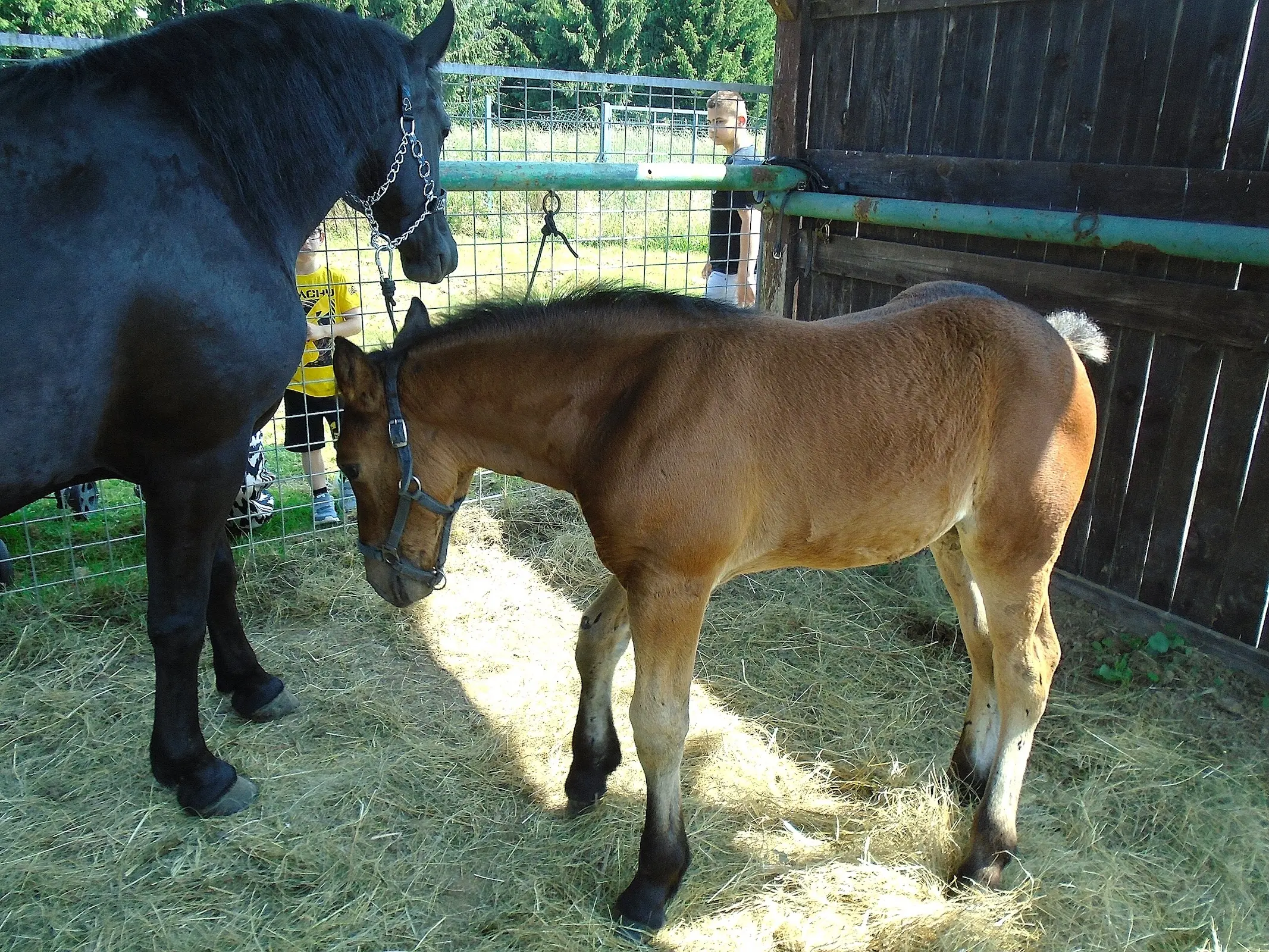 Međimurje Horse