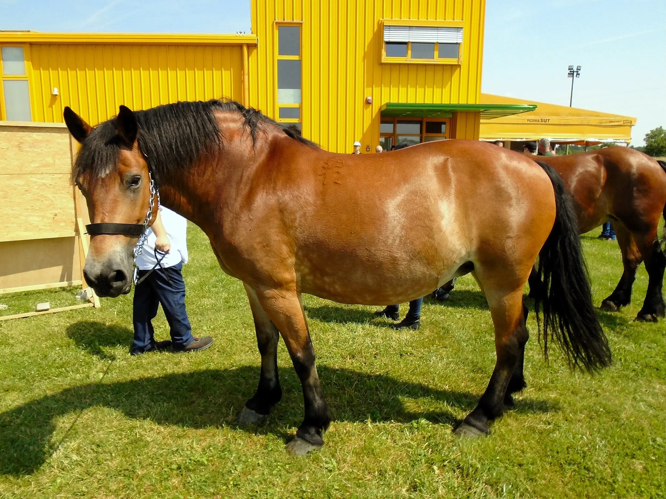 Međimurje Horse