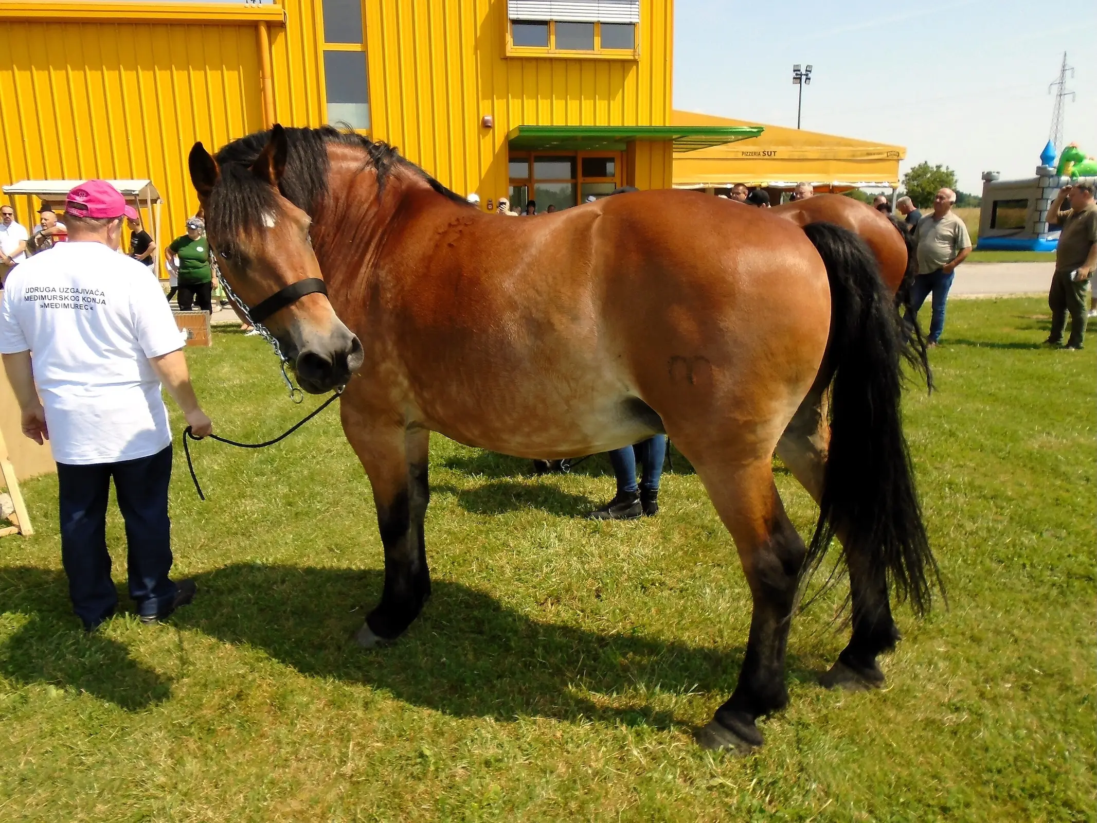 Međimurje Horse
