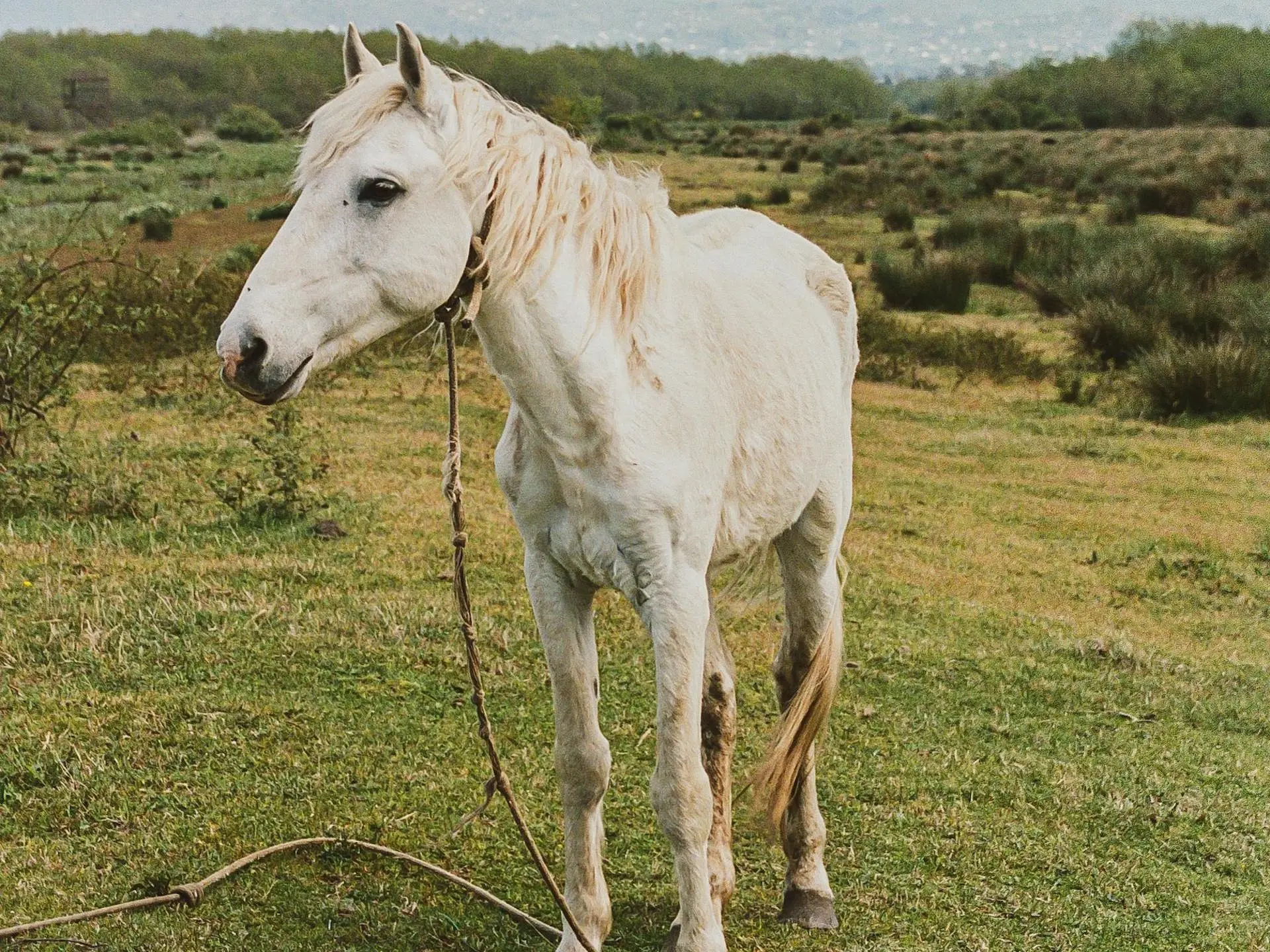 Megrel Horse