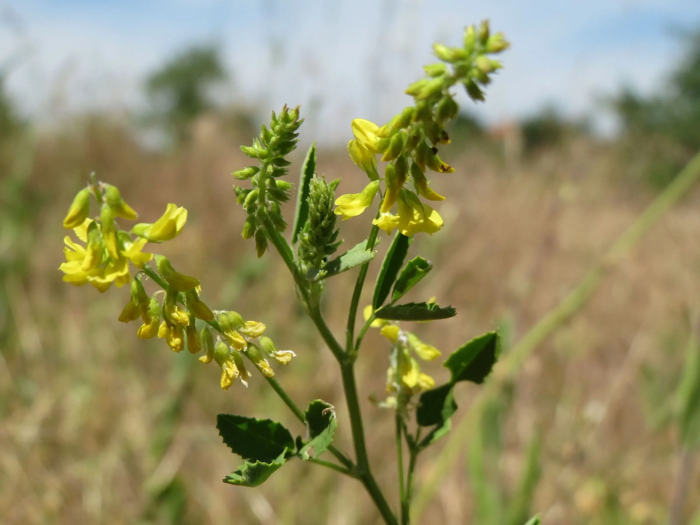 Yellow Sweet Clover