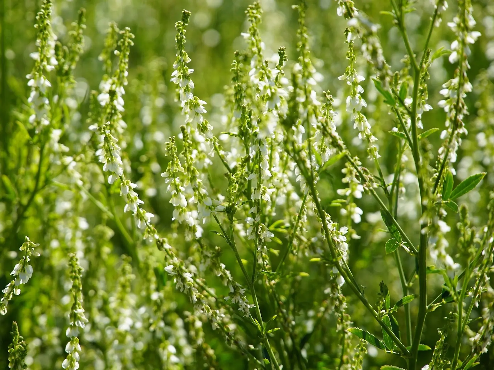 Yellow Sweet Clover