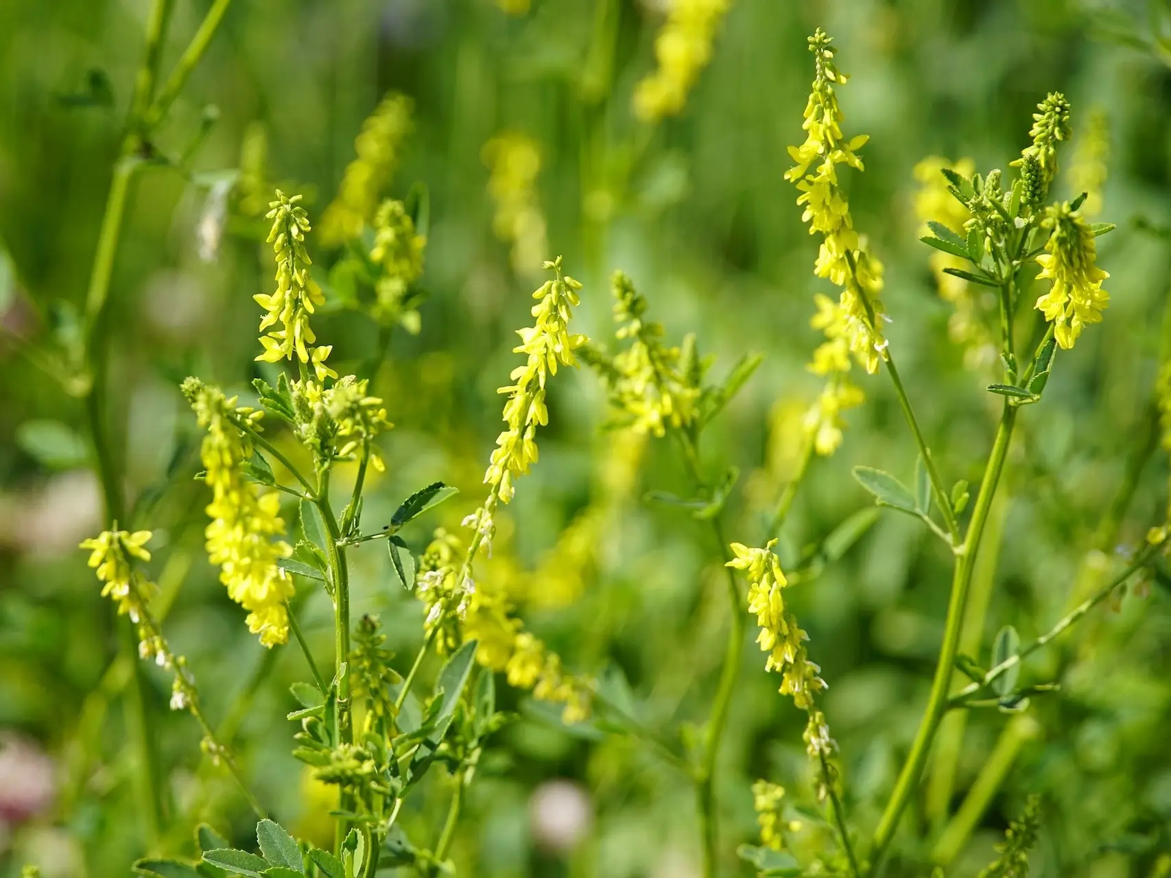 Yellow Sweet Clover