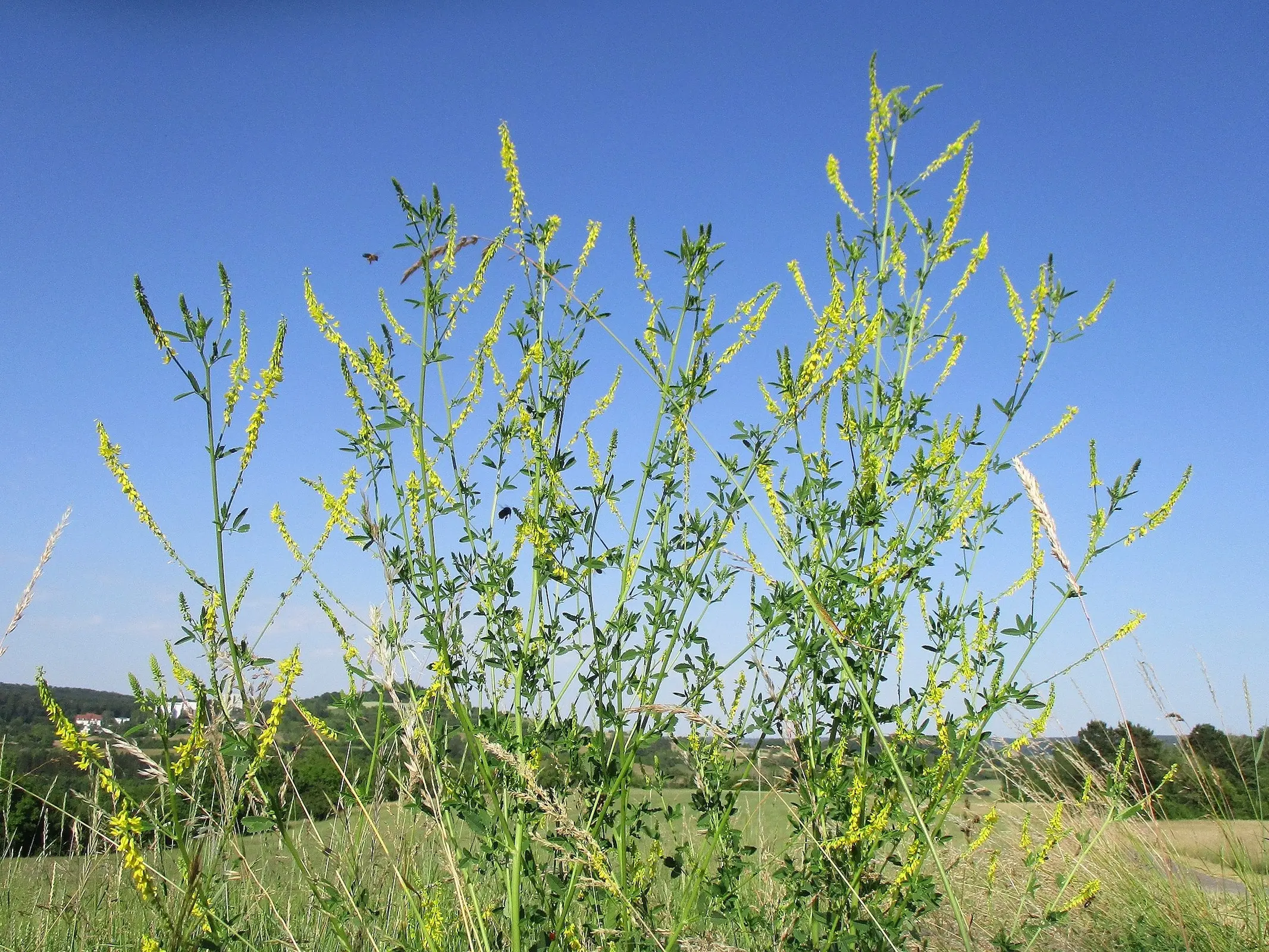 Yellow Sweet Clover