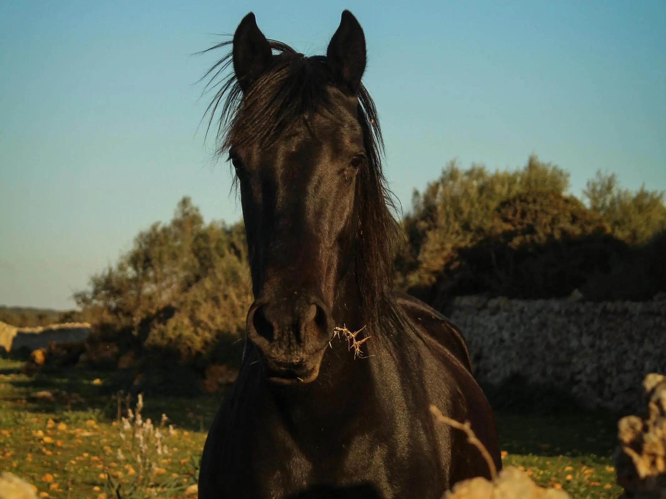 Menorquin Horse