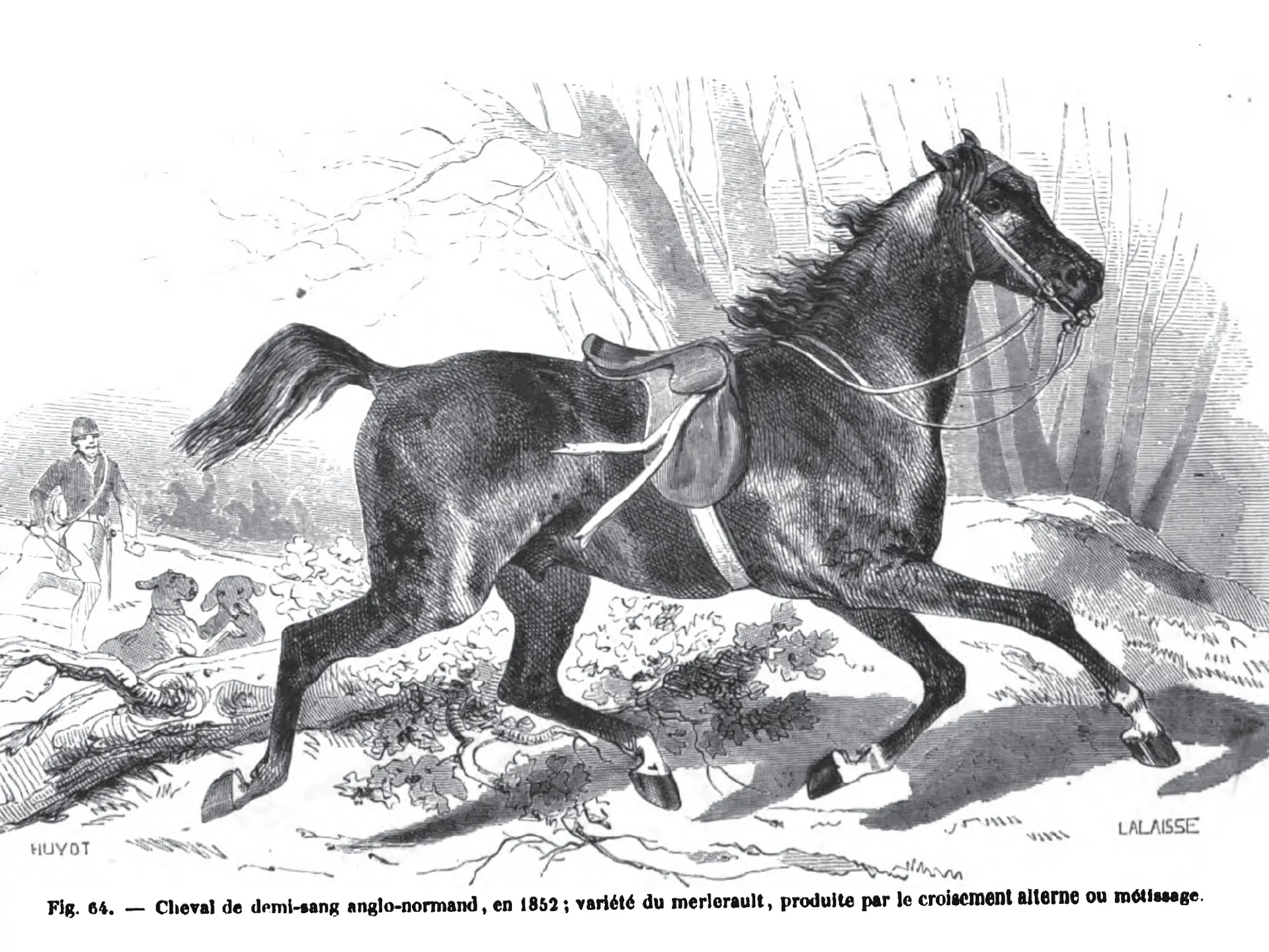 Merlerault Horse
